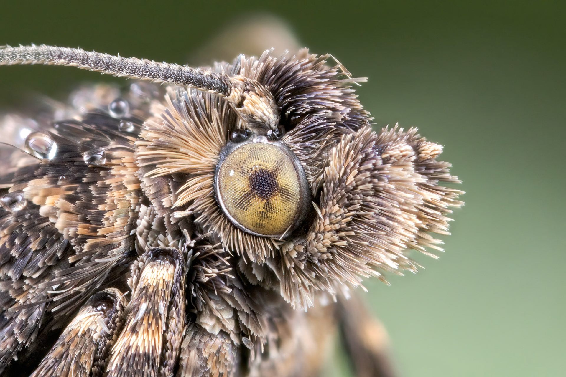 Epiblema cirsiana - Knapweed Bell