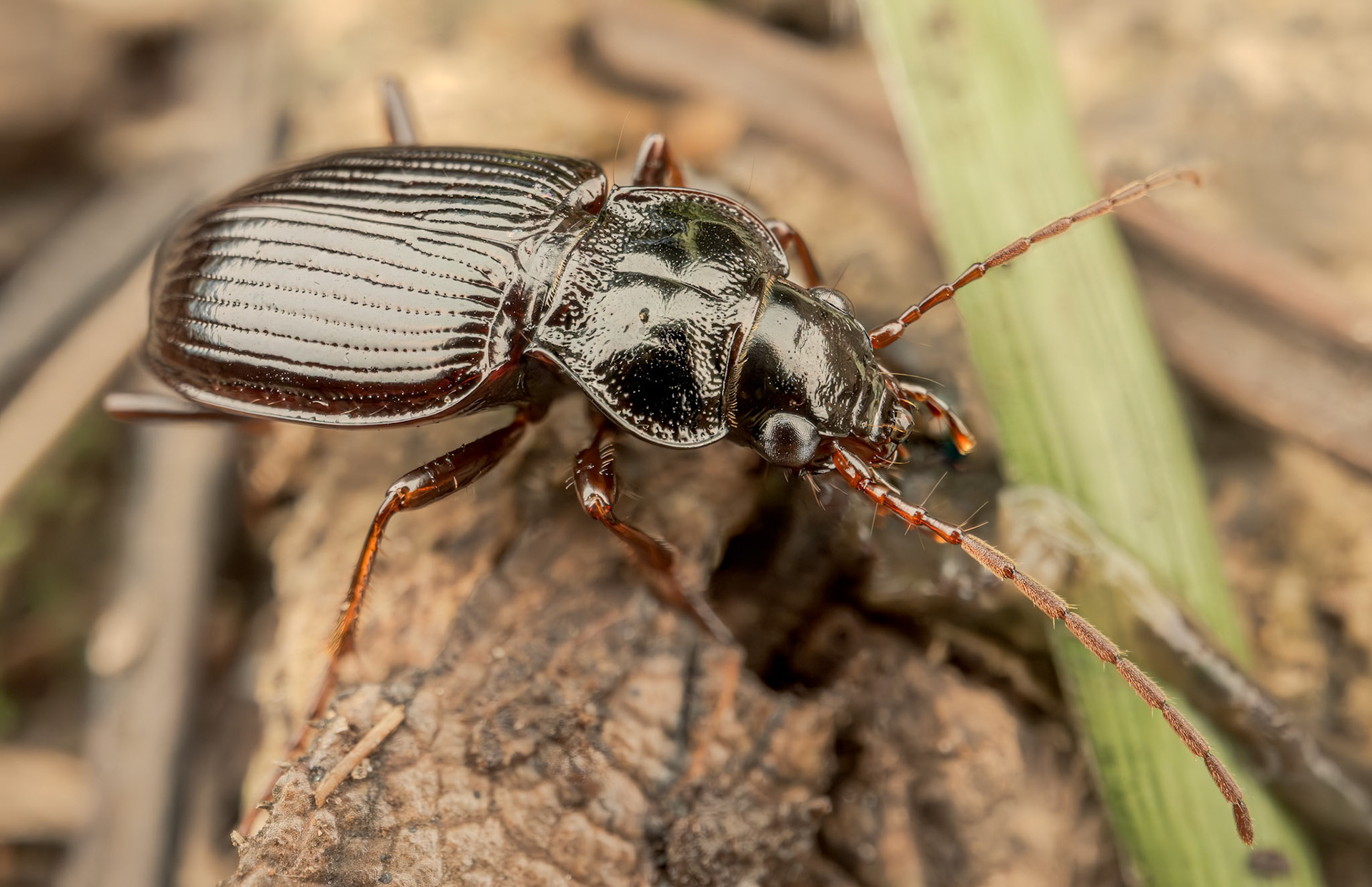 Ground Beetle (Nebria salina or brevicollis)
