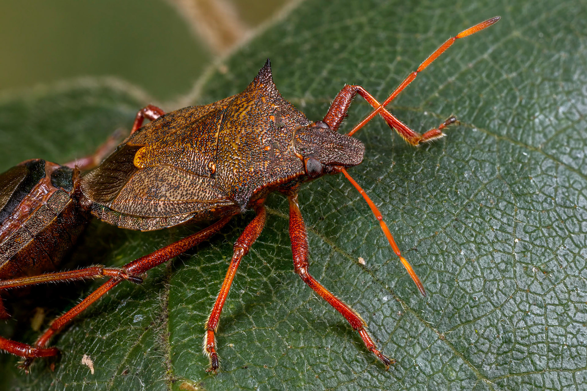 Spiked Shieldbug (Picromerus bidens)