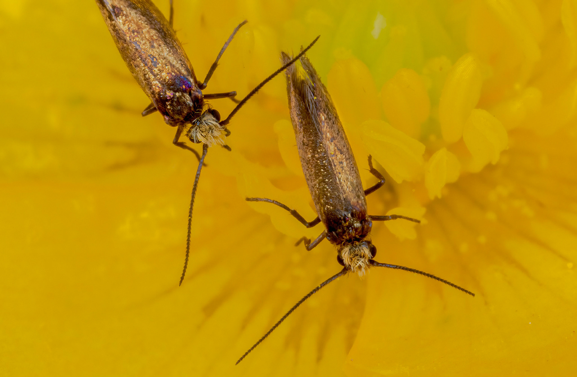 Plain Gold (Micropterix calthella)
