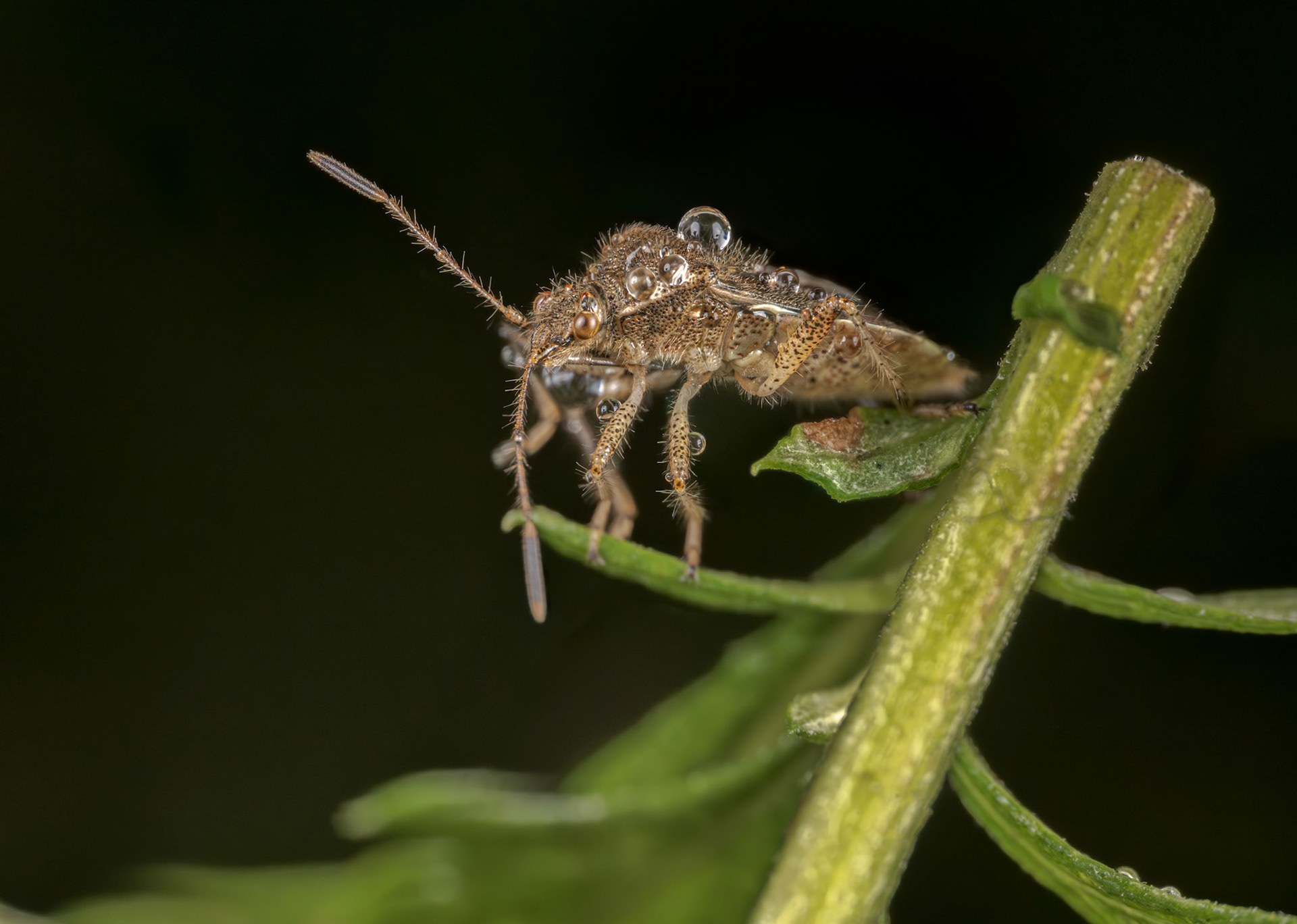 Leaf-footed Bugs (Coreidae)