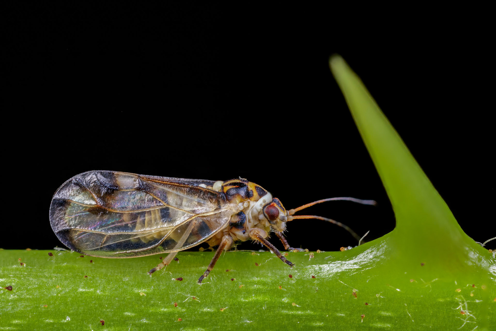 Jumping Plant Lice (Psyllopsis cf. fraxini)