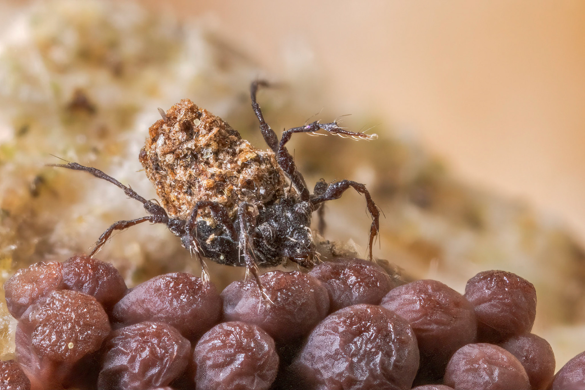 Moss Mite (Damaeidae)