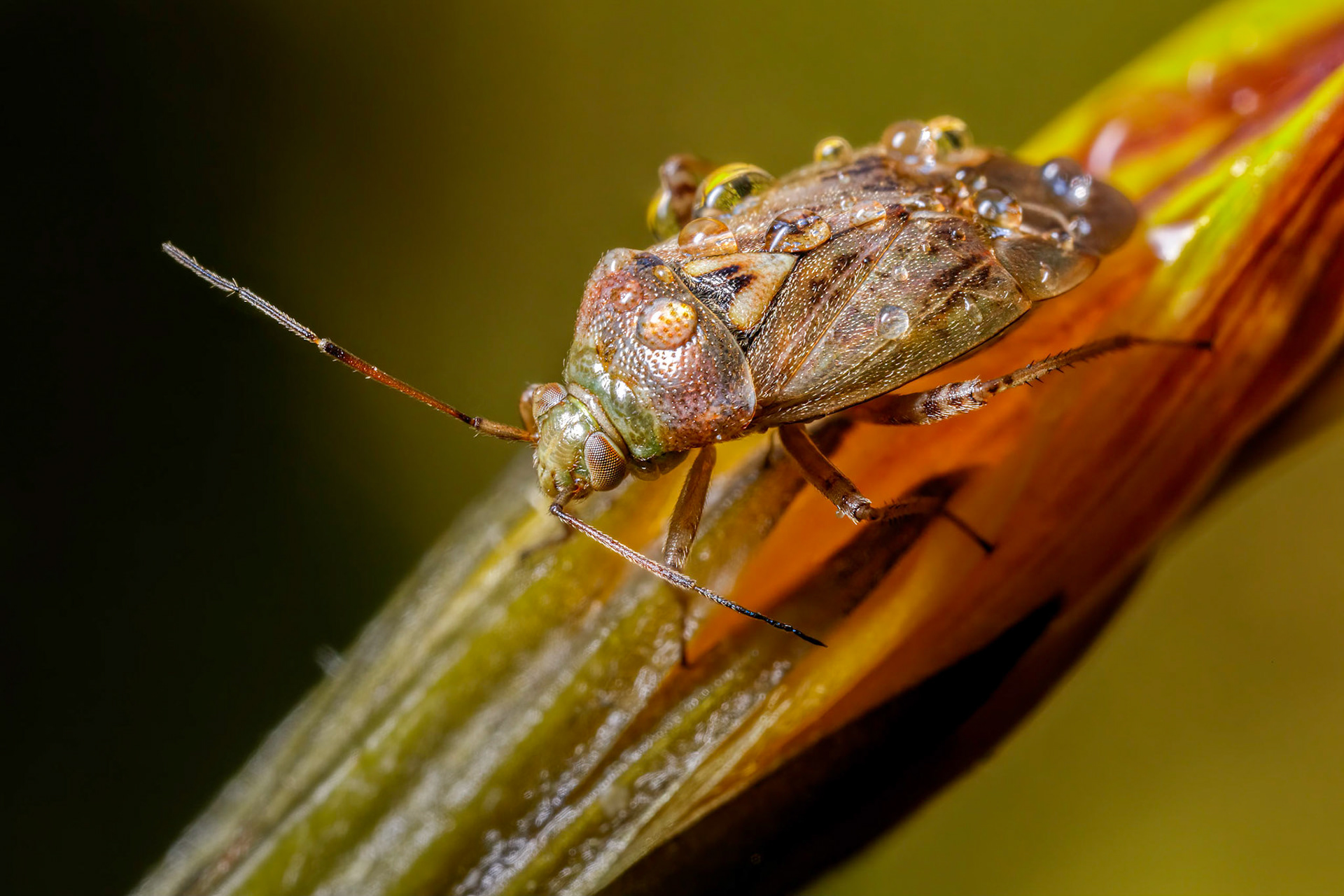 Tarnished Plant Bug (Lygus rugulipennis)