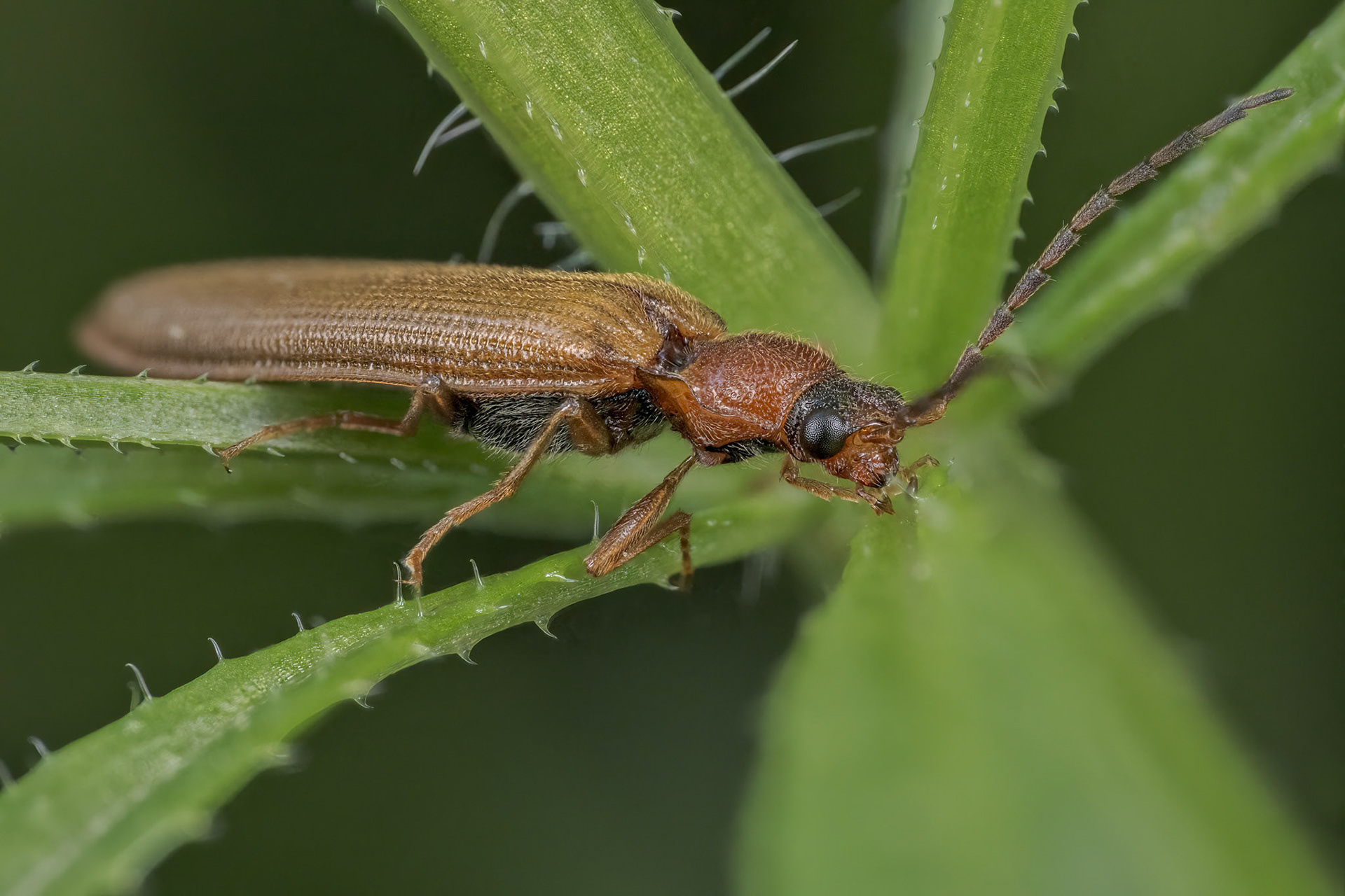 Bordered Click beetles (Denticollis linearis)