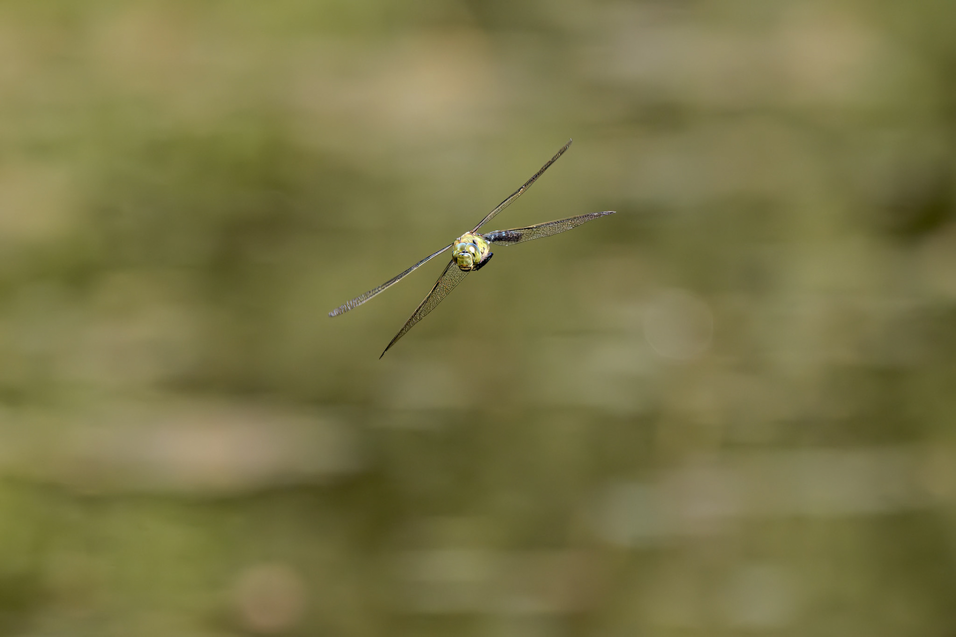Emperor Dragonfly (Anax imperator)