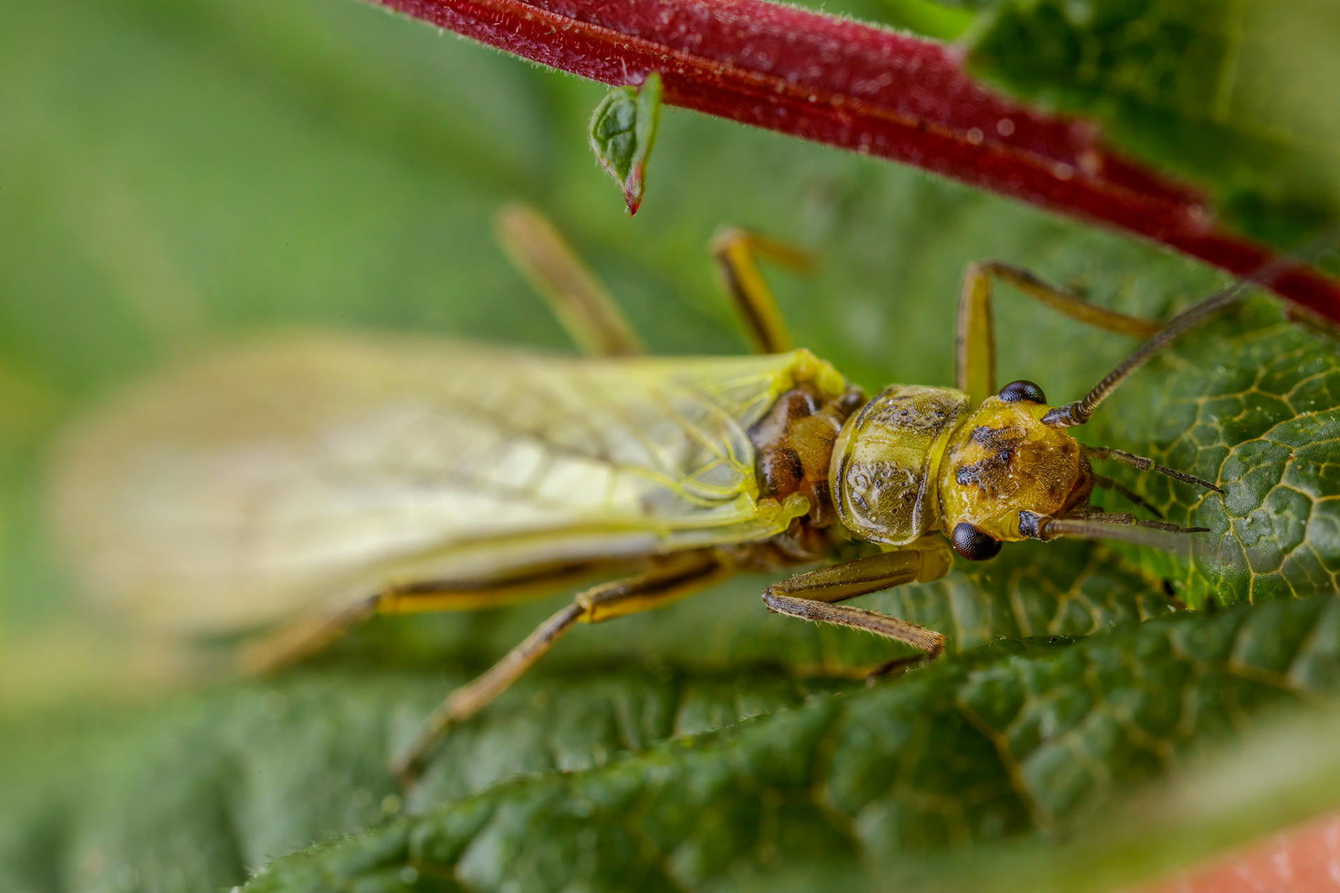 Common Stonefly (Plecoptera)