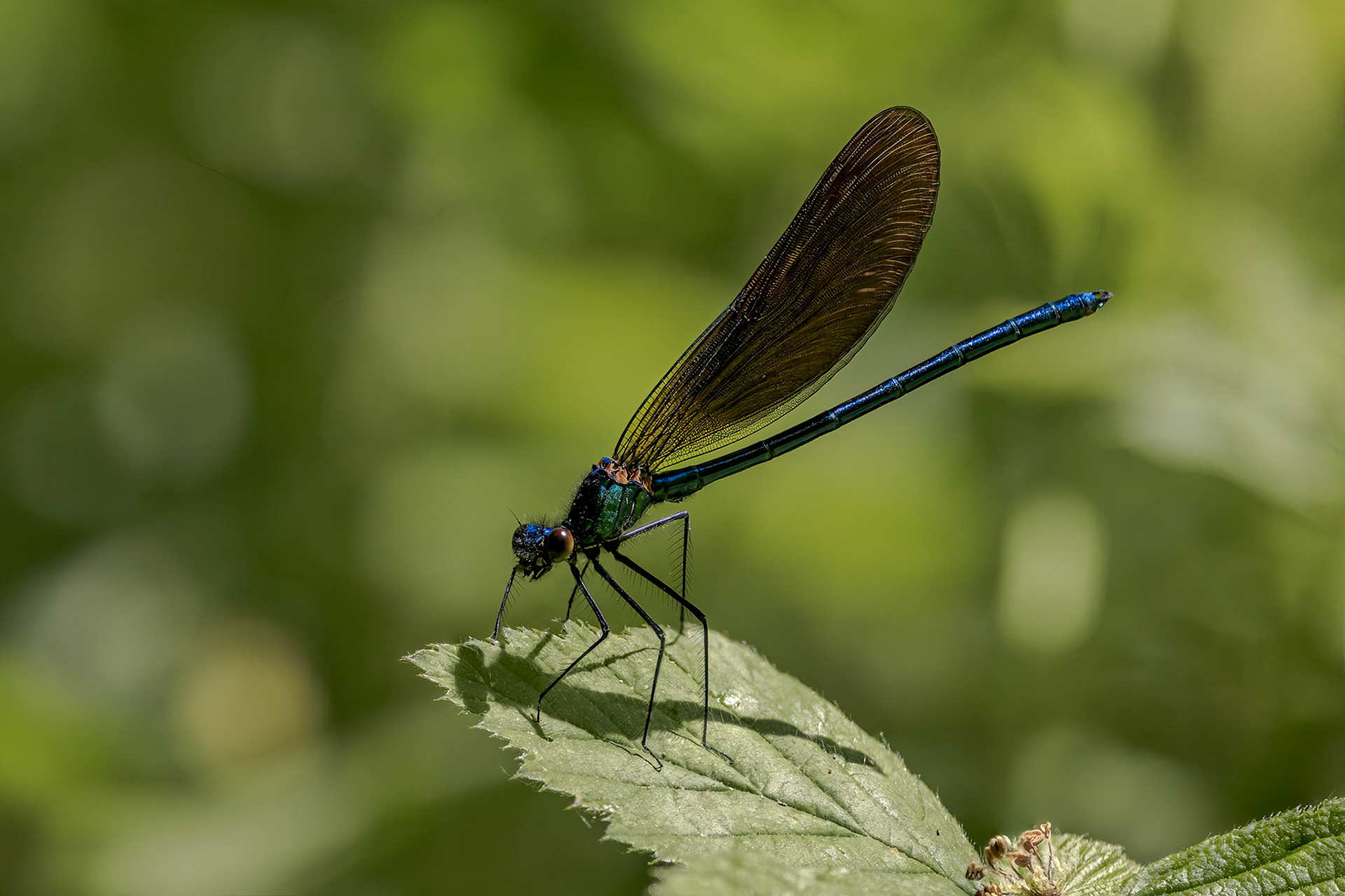 Beautiful Demoiselle (Calopteryx virgo)
