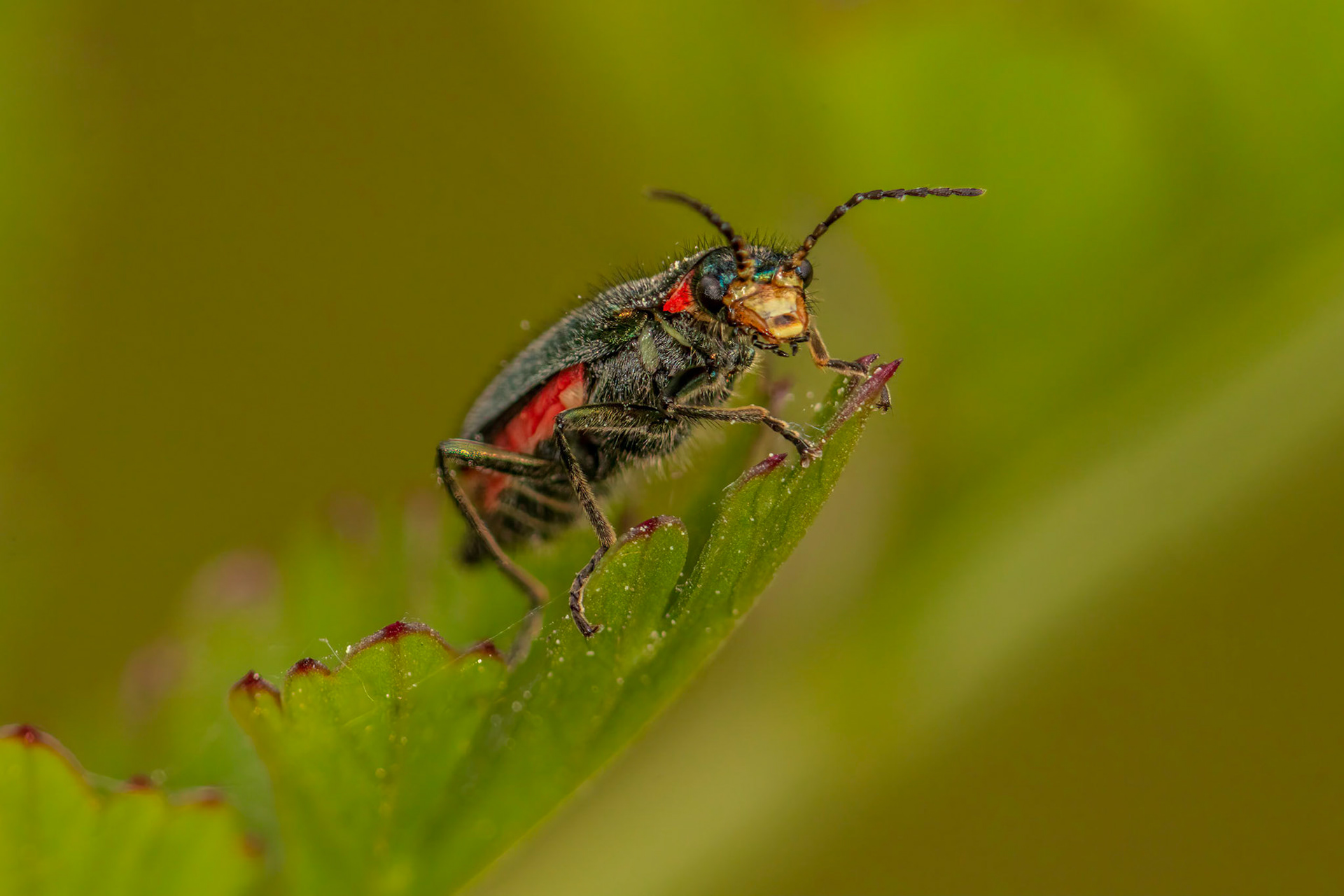 Soft-Wing Flower Beetles
