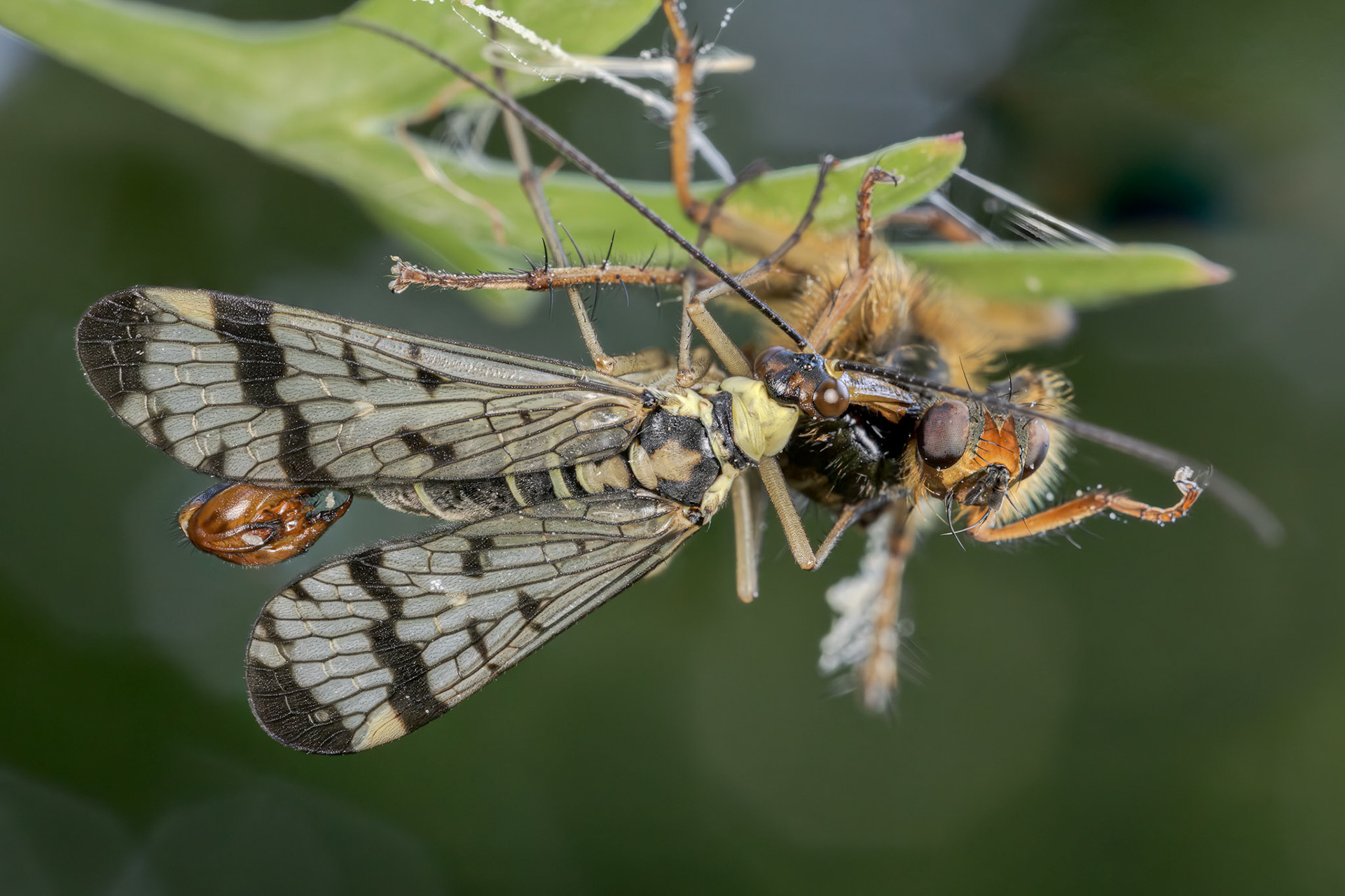 Scorpion Fly (Panorpa communis)