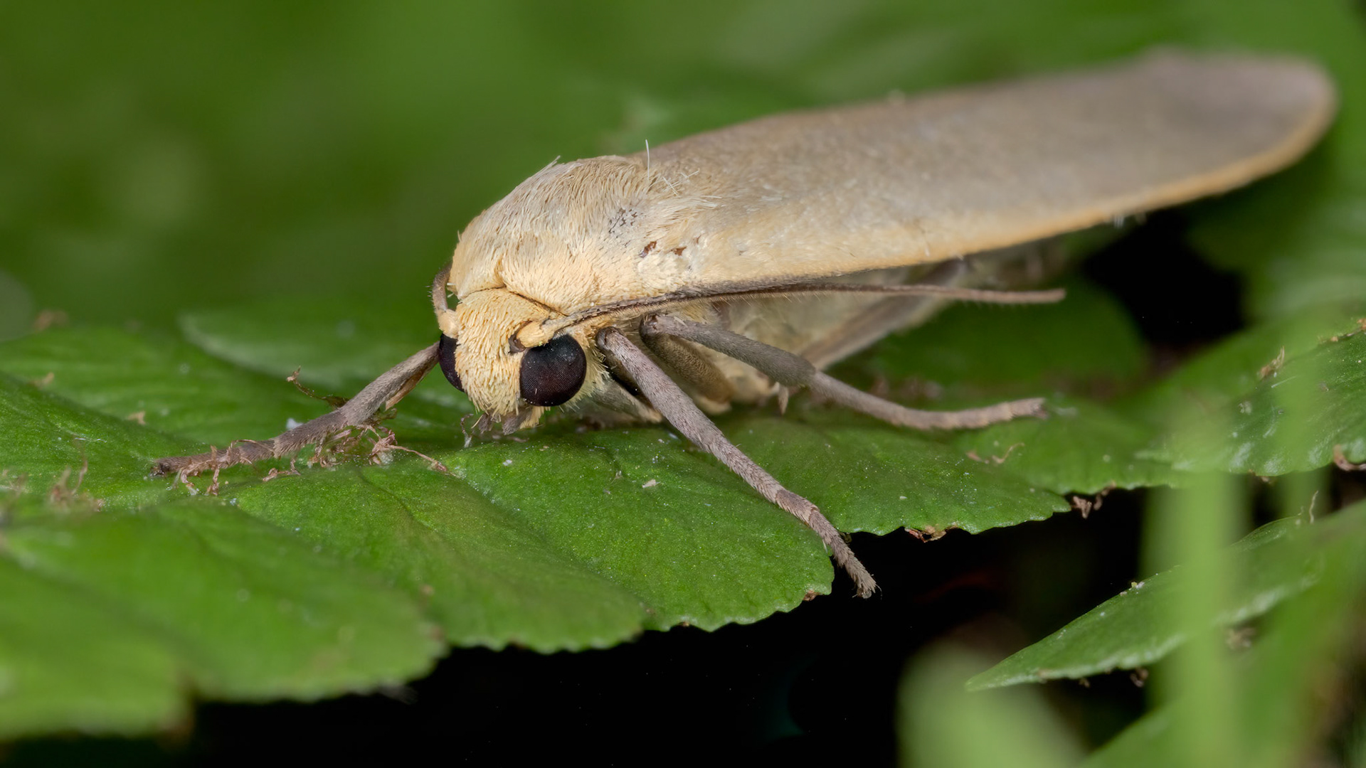 Dingy Footman (Eilema griseola)