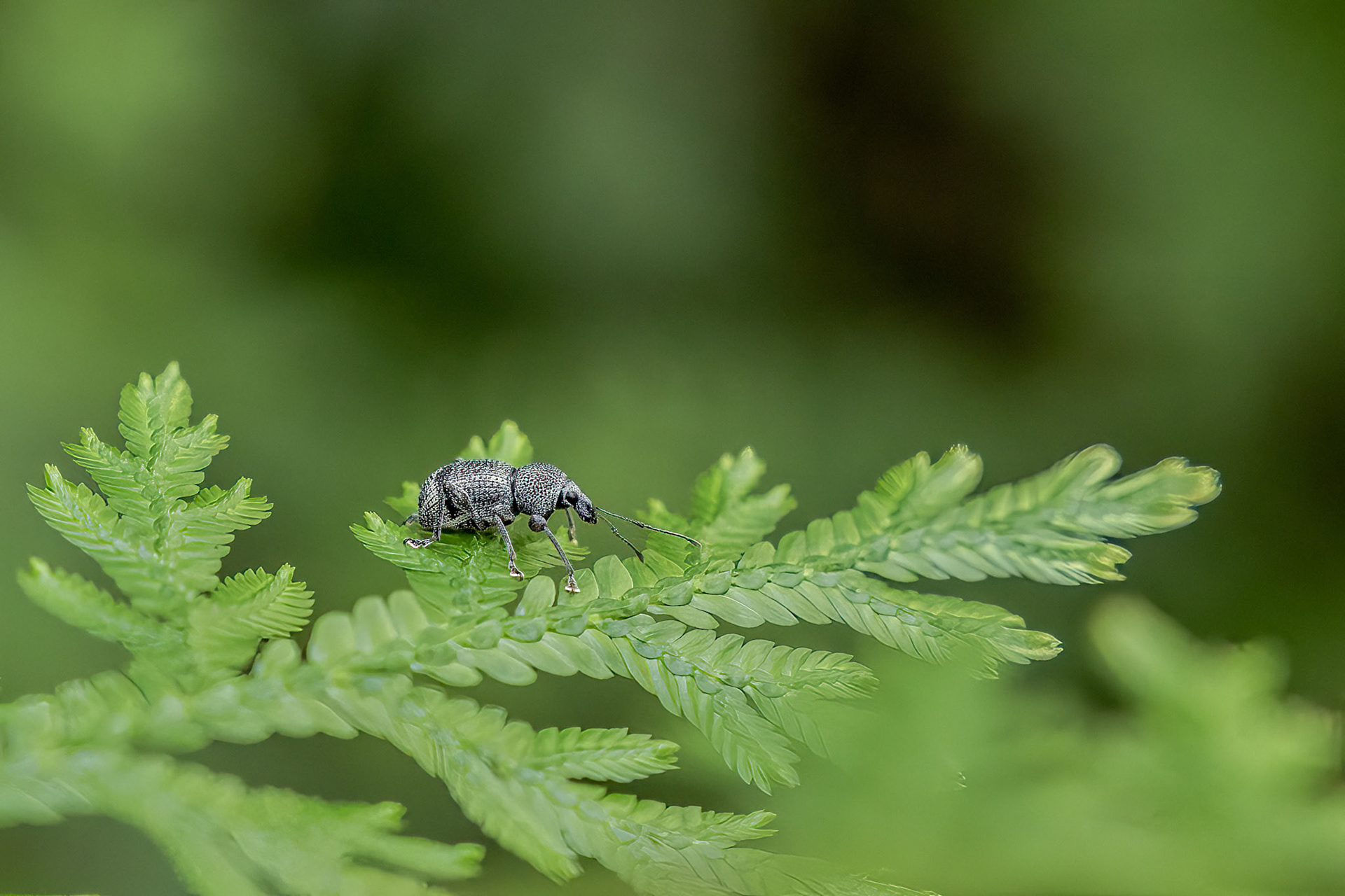 Weevil