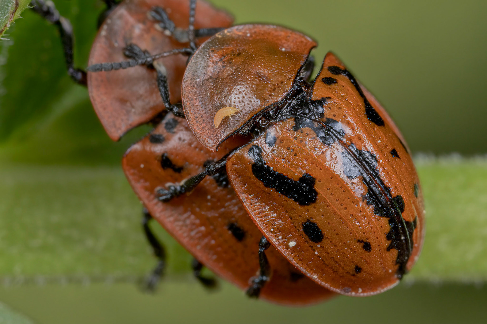Fleabane Tortoise Beetle (Cassida murraea)