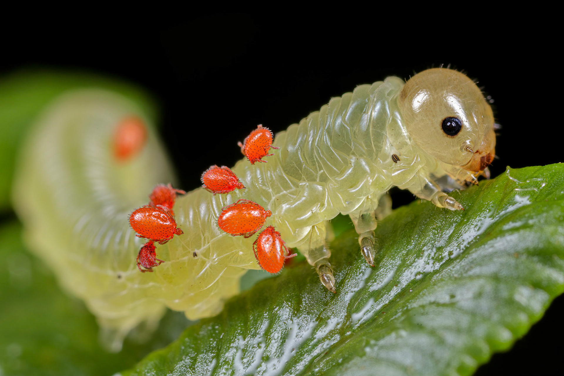 Sawfly Larva (Blennocampa phyllocolpa)
