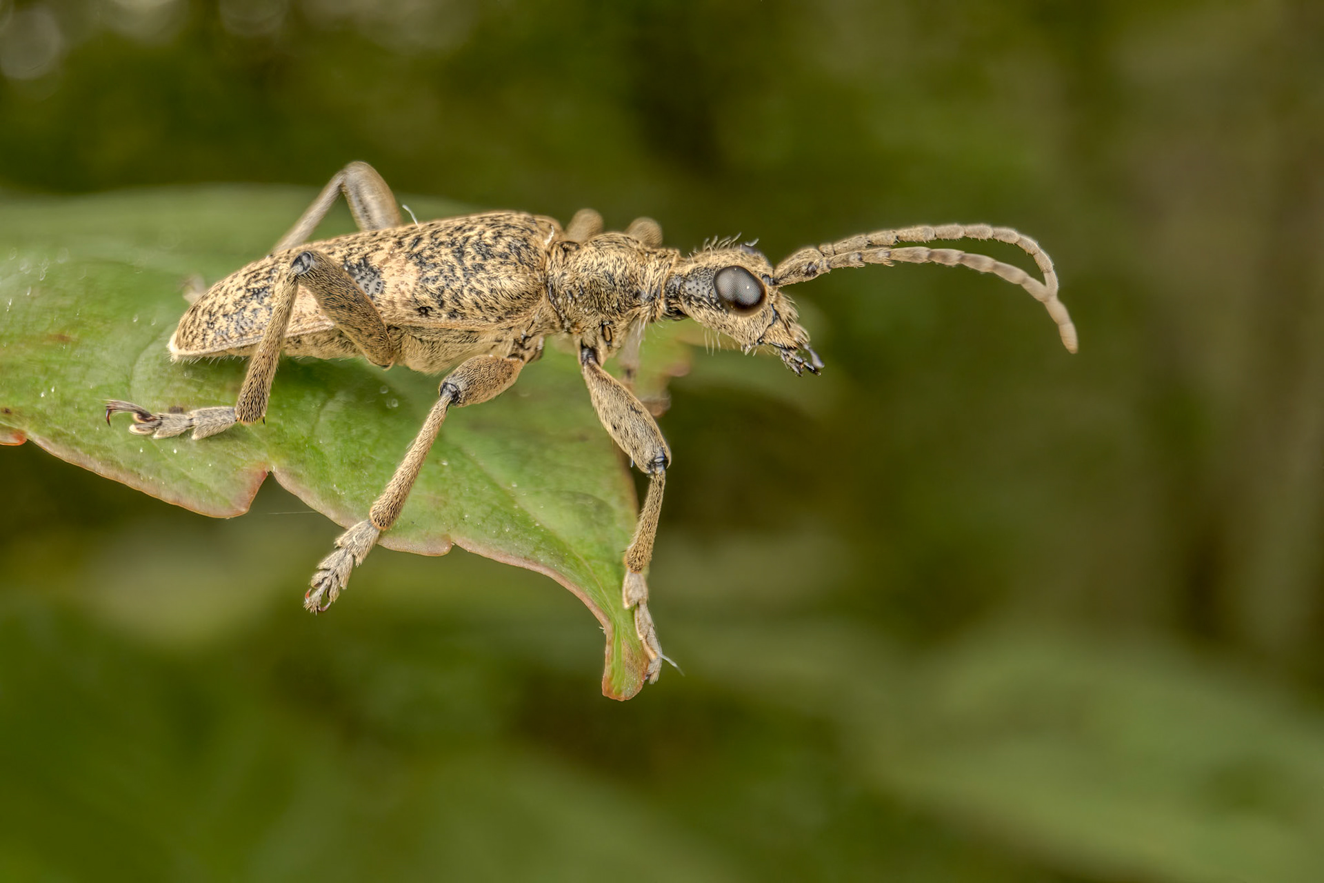 Black-spotted Longhorn Beetle (Rhgium mordax)