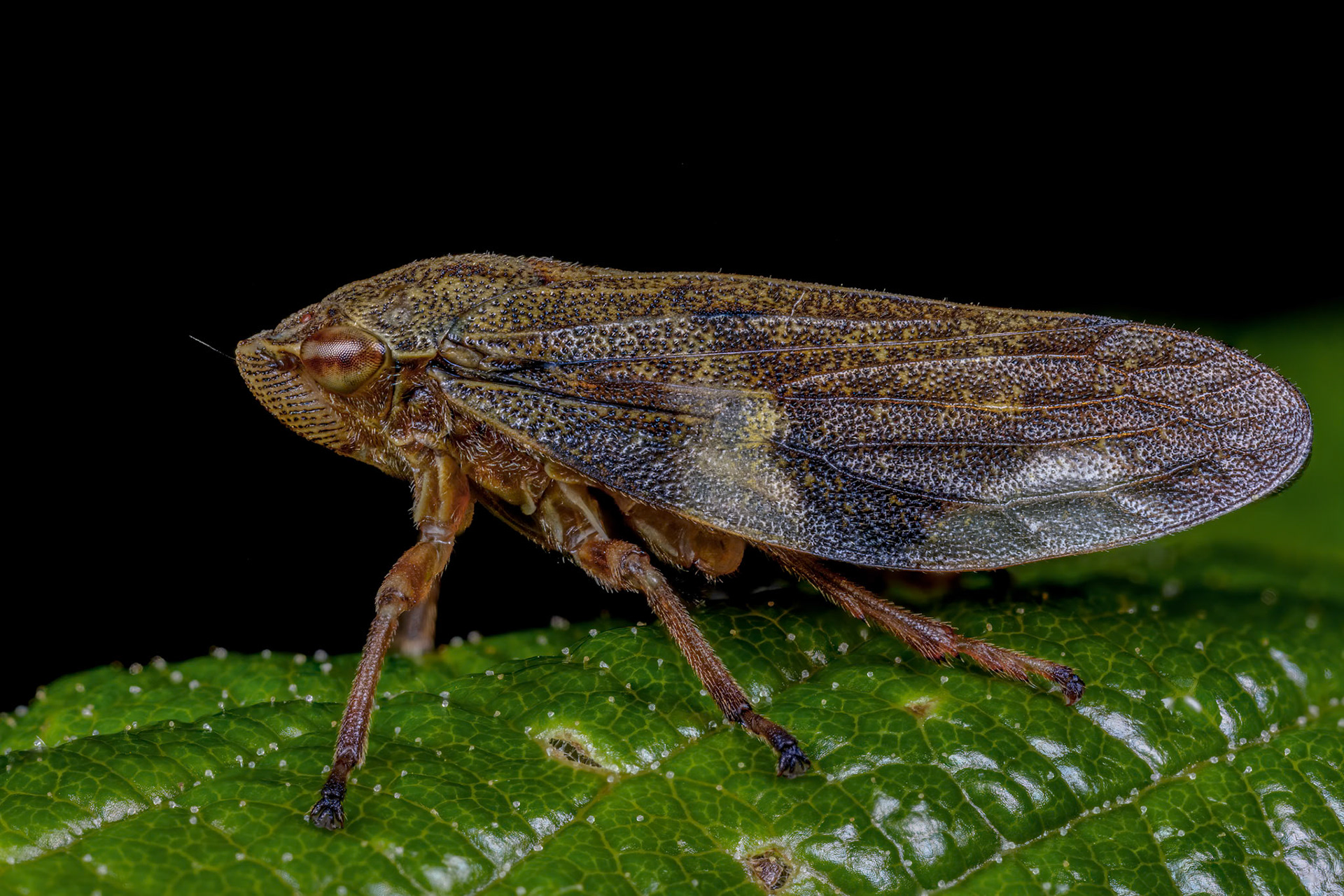 Alder Spittlebug (Aphrophora alni)