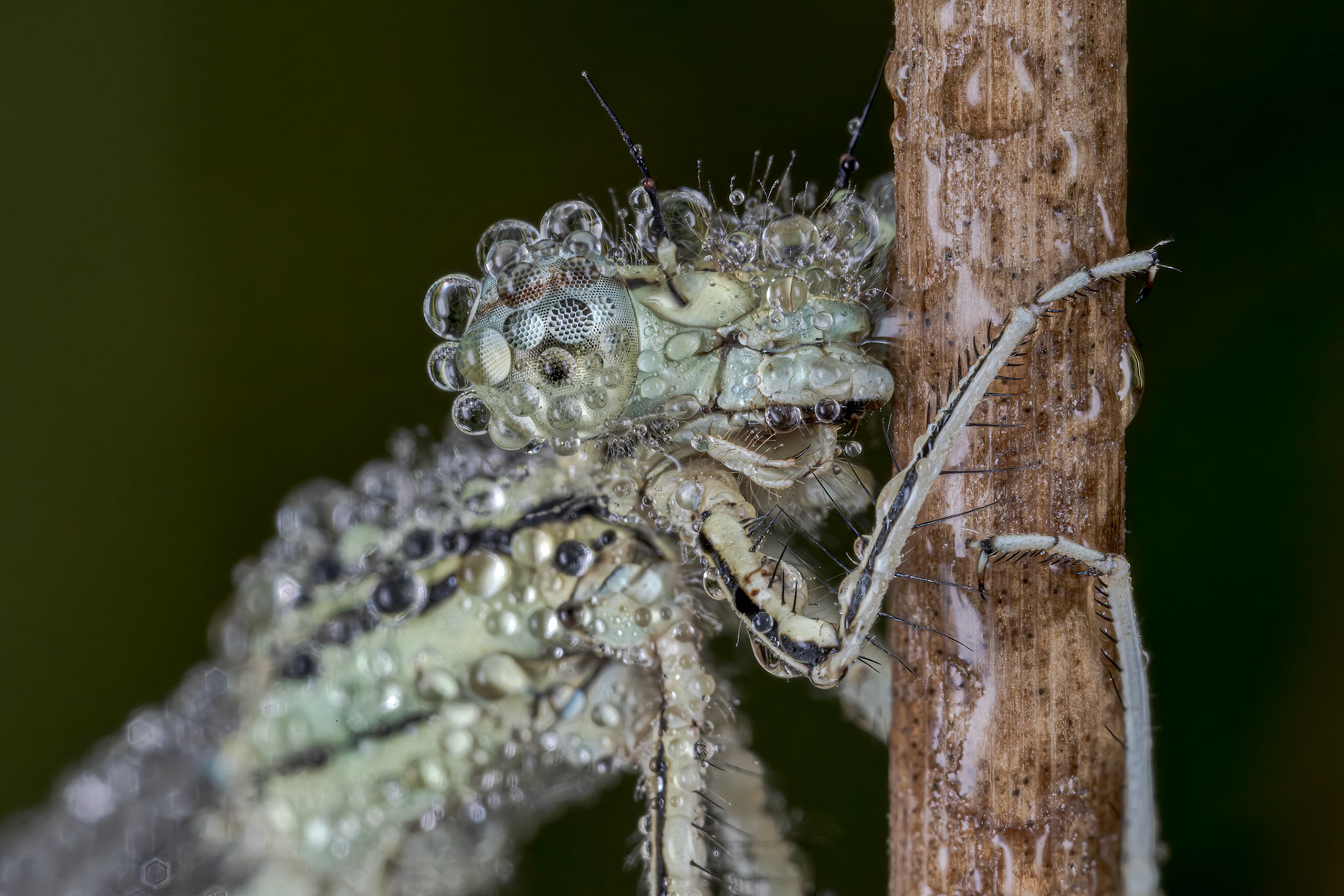 White-legged Damselfly (Platycnemis pennipes)