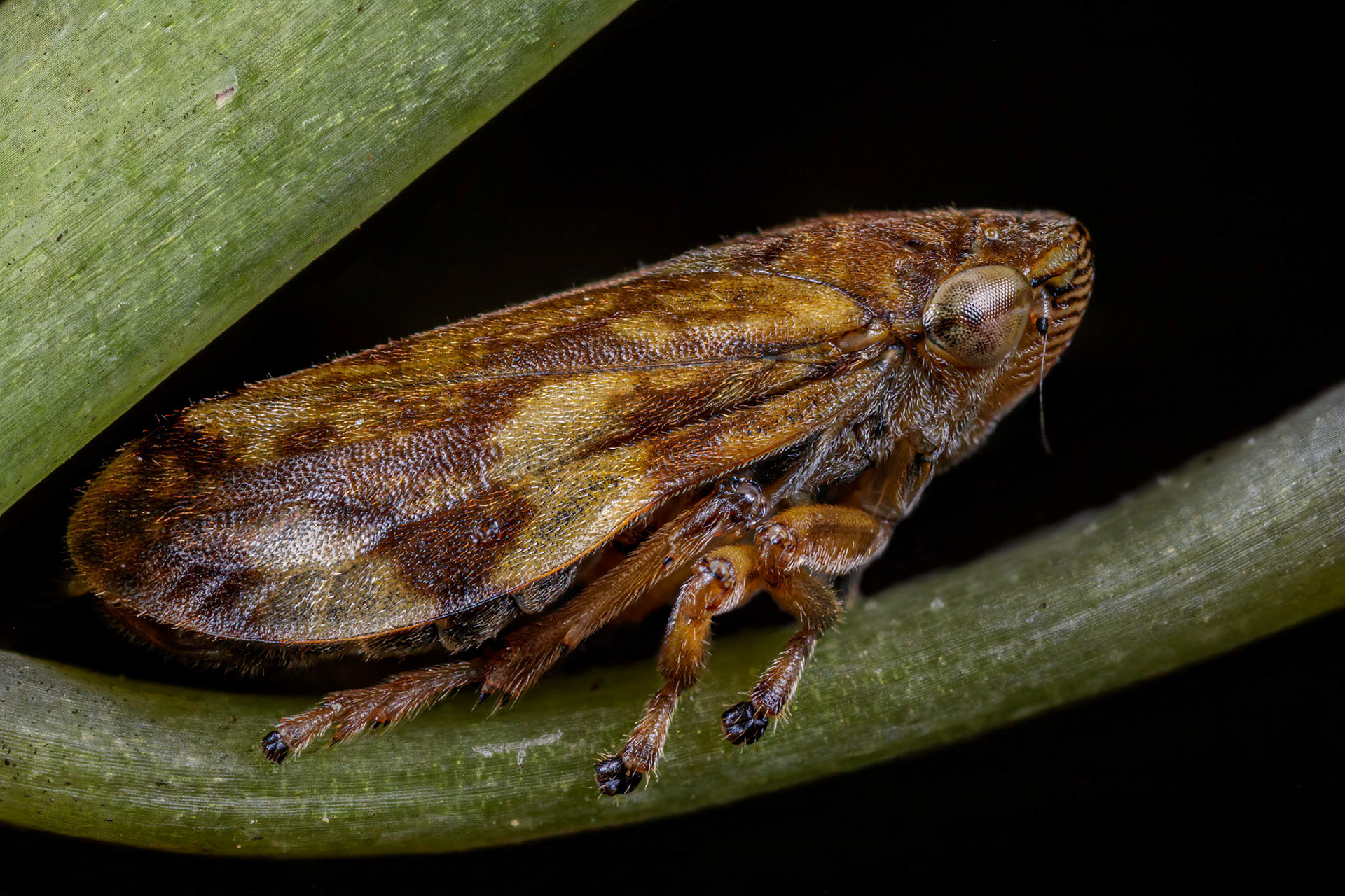 Common Froghopper (Philaenus spumarius)