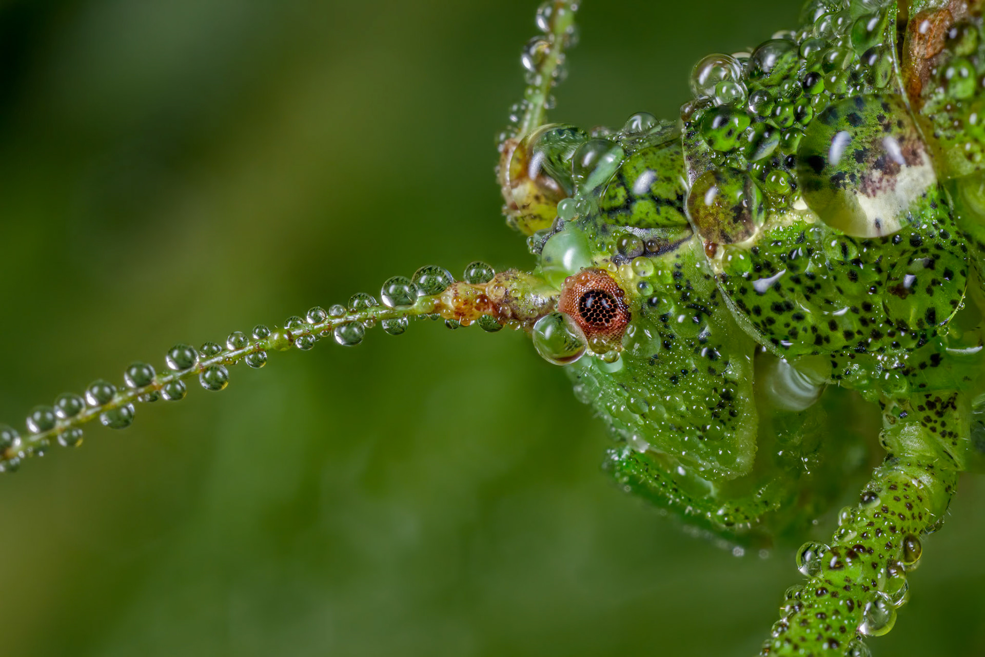 Speckled bush-cricket (Leptophyes punctatissima)