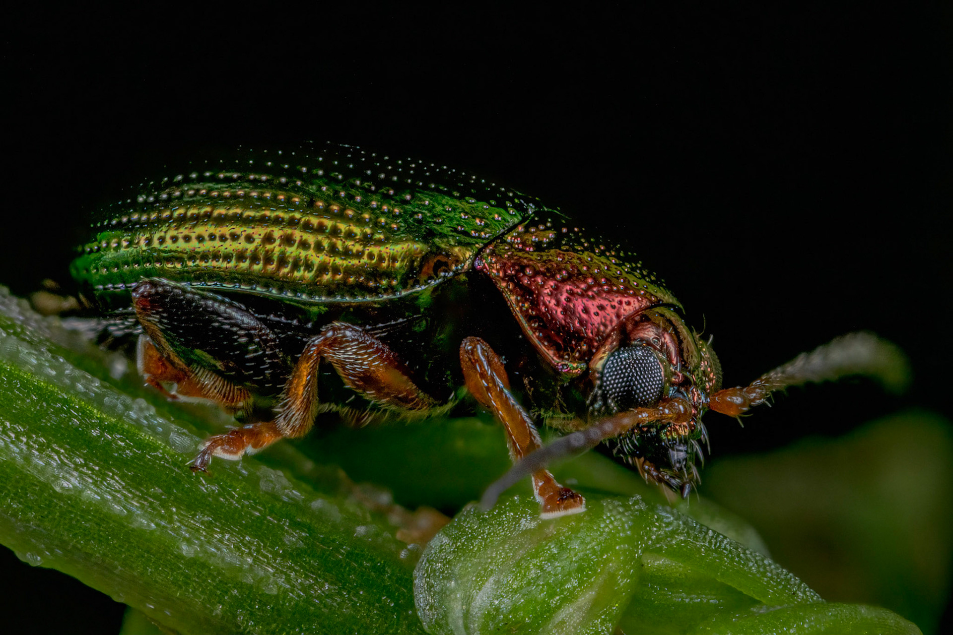Green Dock Beetle (Gastrophysa viridula)