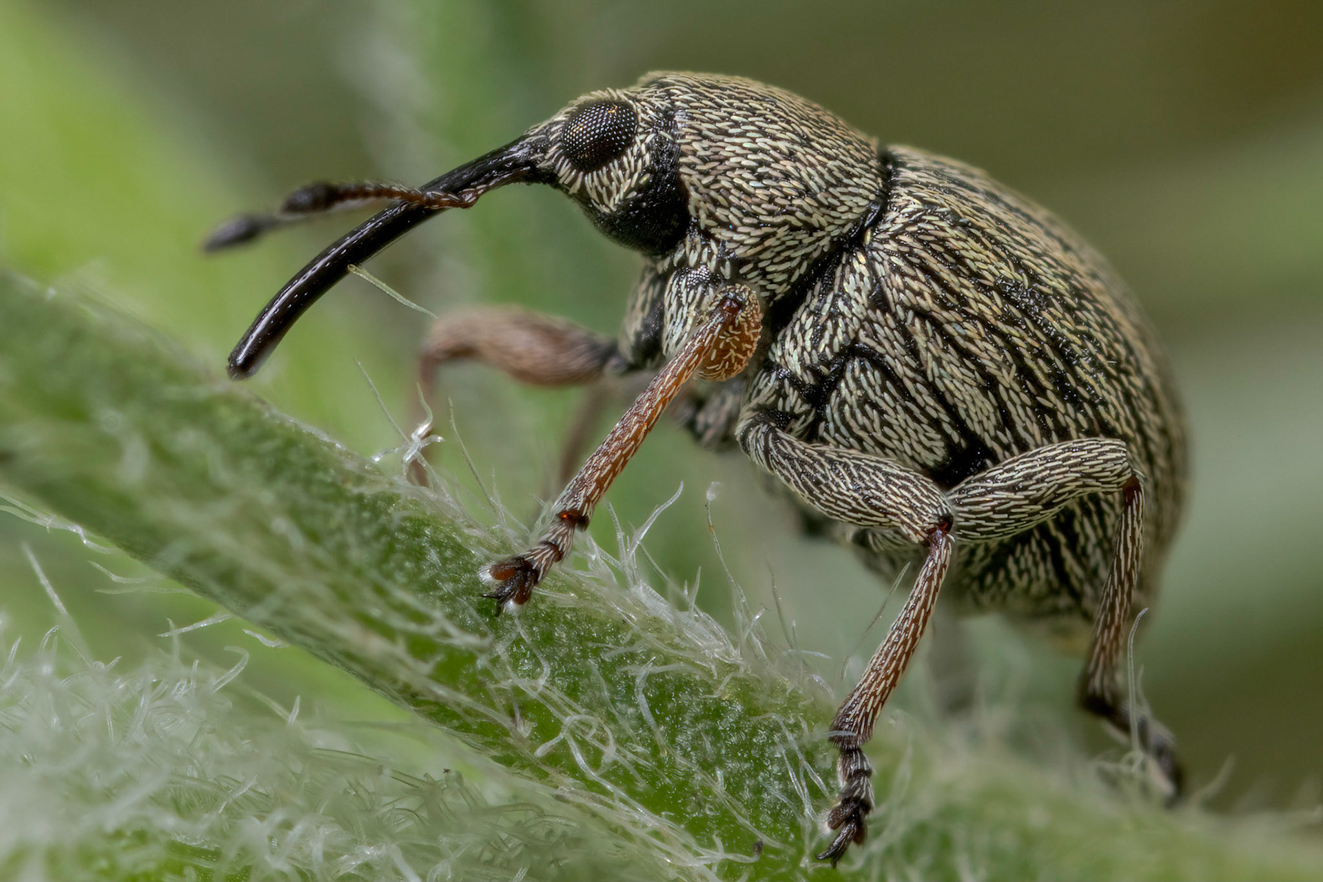 Typical Weevil