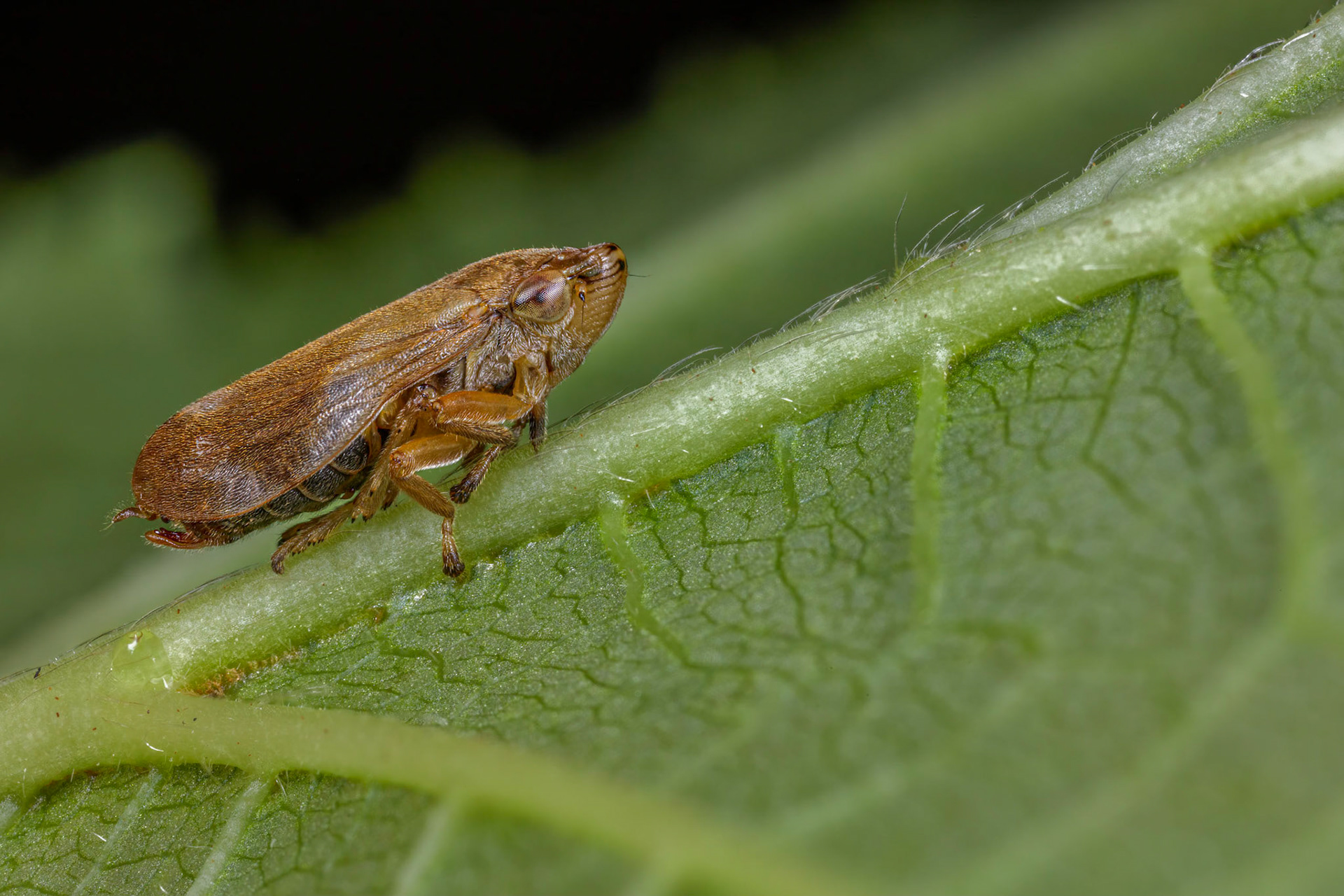 Common Froghopper (Philaenus spumarius)