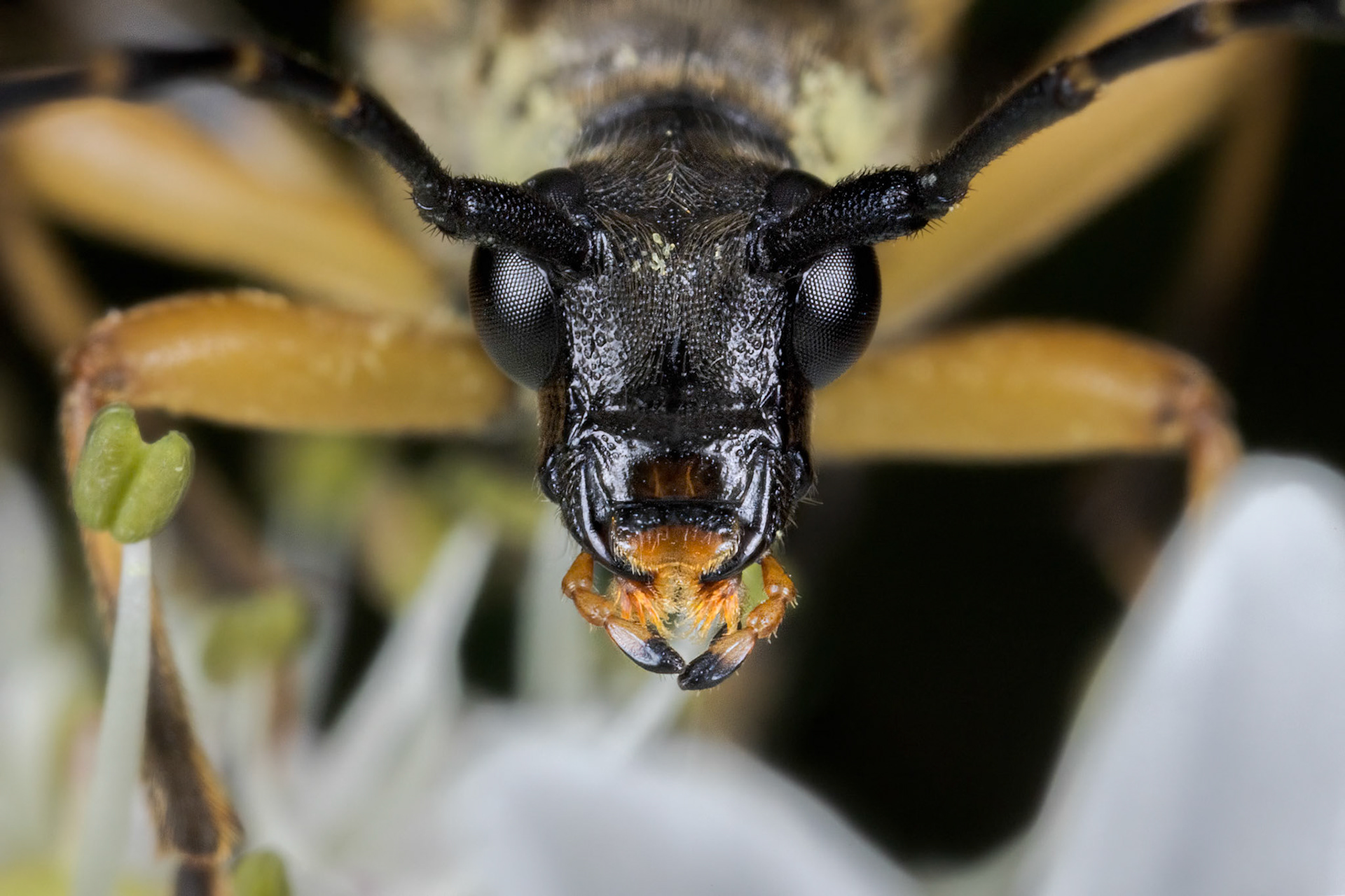 Spotted Longhorn (Rutpela maculata)