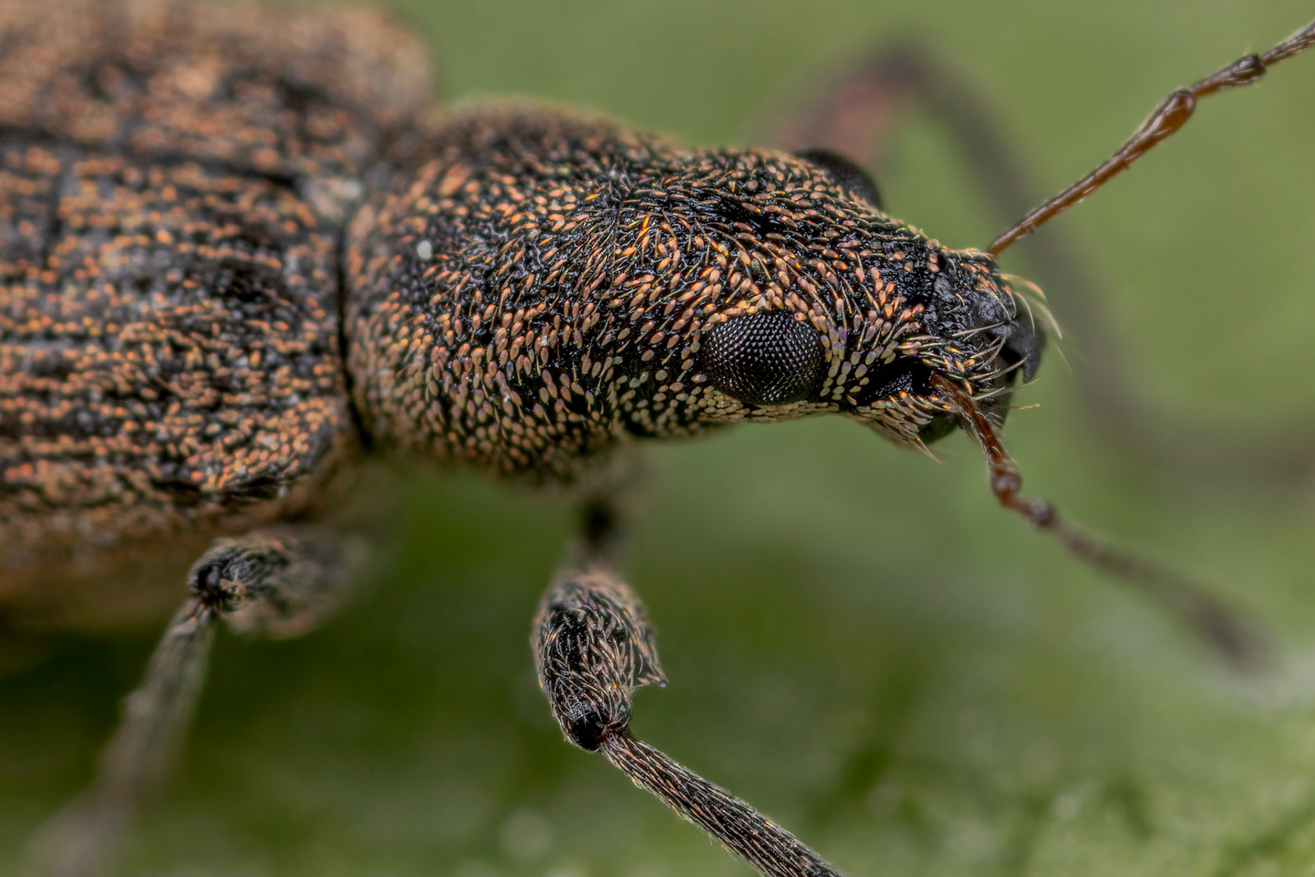 Broad-nose Weevil (Polydrusus cervinus)