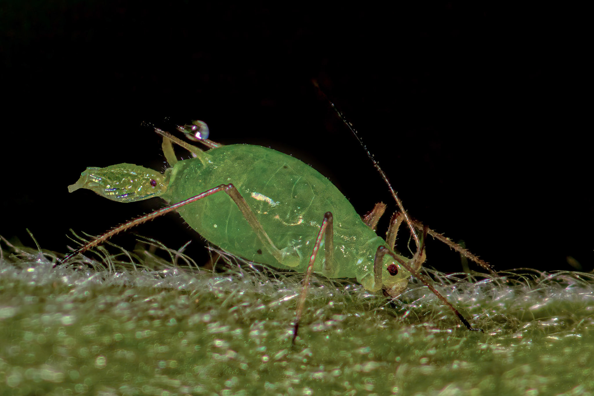 Rose Aphid (Macrosiphum Rosae)
