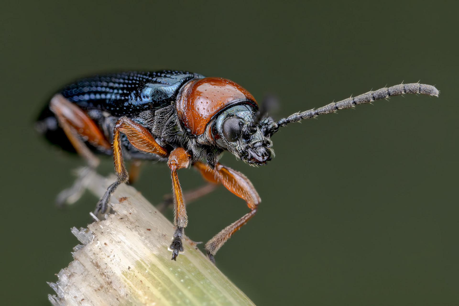 Cereal Leaf Beetle (Oulema melanopus)