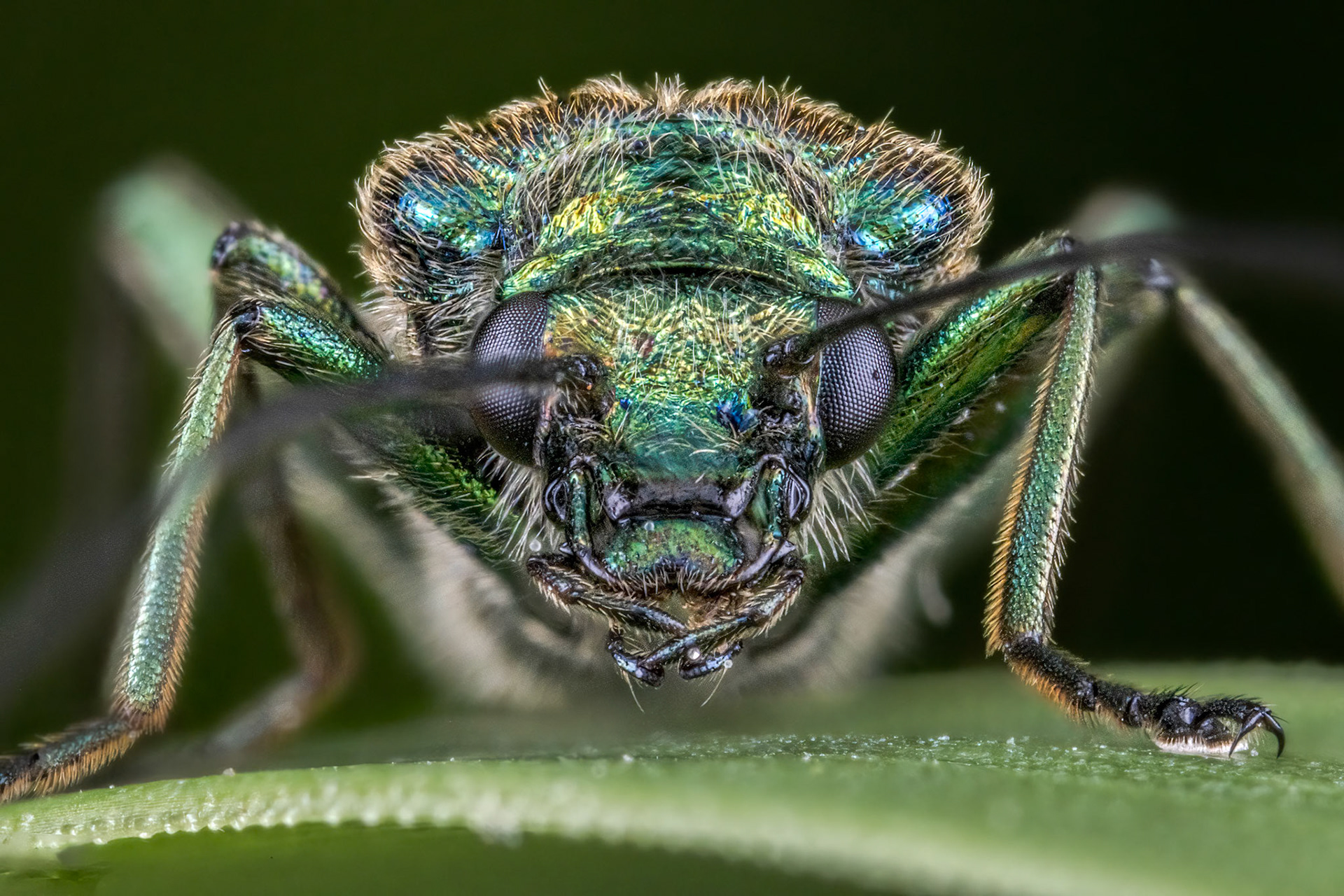 Female Thick-legged Flower Beetle