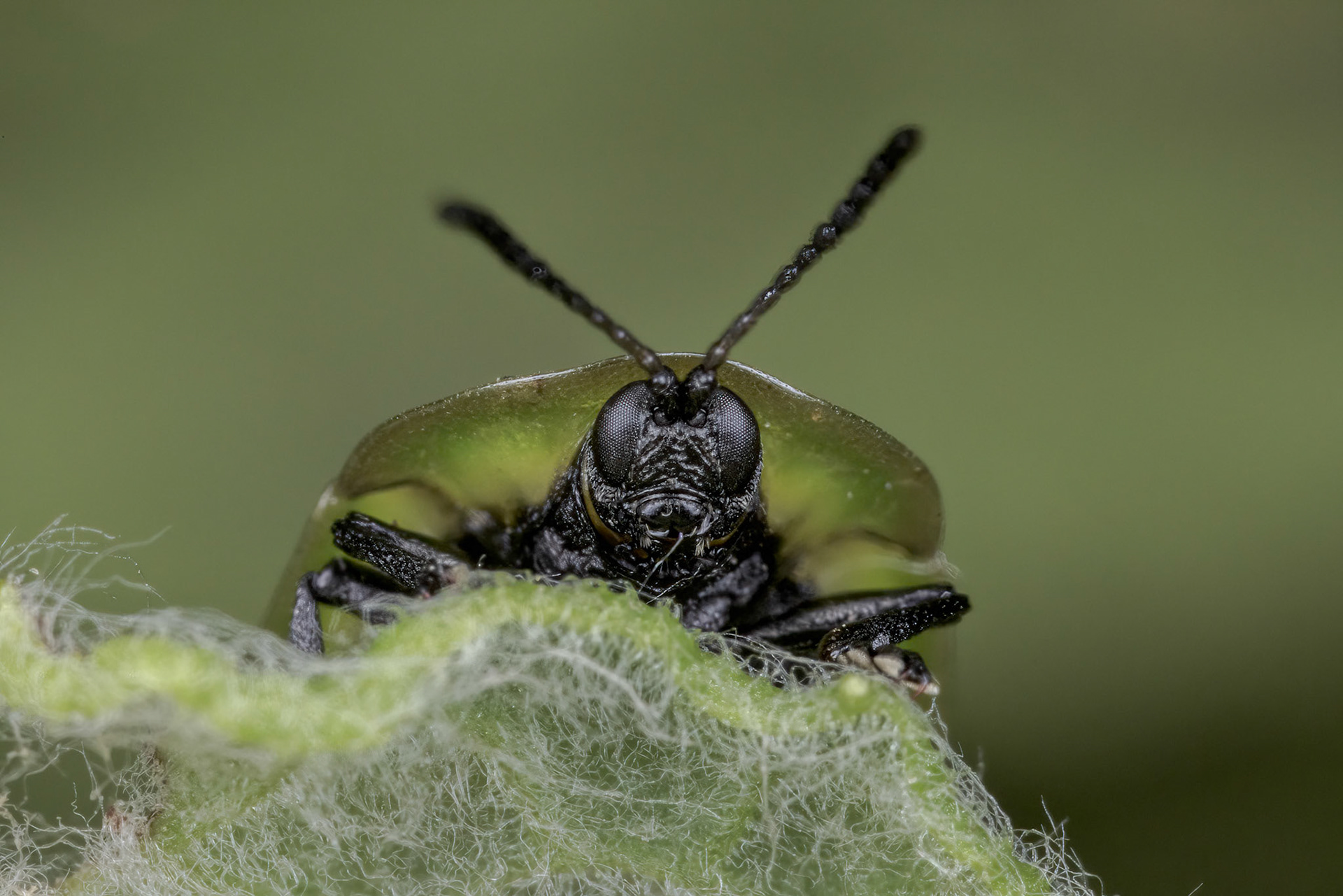 Fleabane Tortoise Beetle (Cassida murraea Linnaeus)