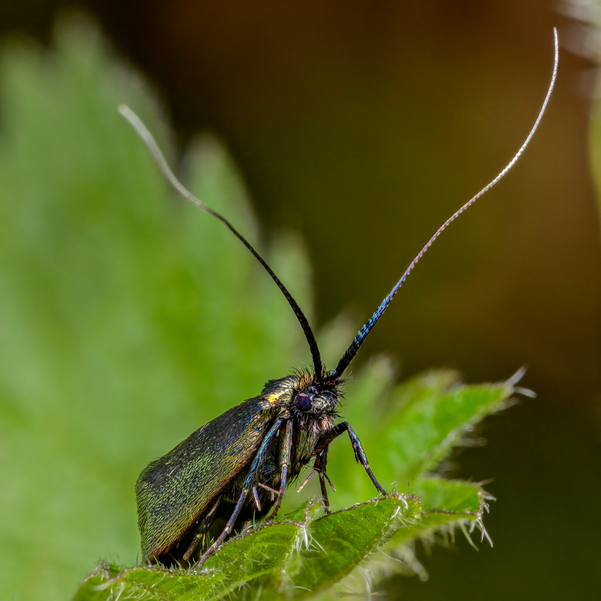 Photo Stack: 40Crop: 1x1Magnification: 6xKingdom: AnimaliaPhylum: ArthropodaClass: InsectaOrder: LepidopteraFamily: RoeslerstammiidaeGenus: RoeslerstammiaSpecies: R. pronubellaIdentified species by google image search have locating Genus.species found: https://www.ukmoths.org.uk/thumbnails/https://en.wikipedia.org/wiki/Roeslerstammia_pronubella