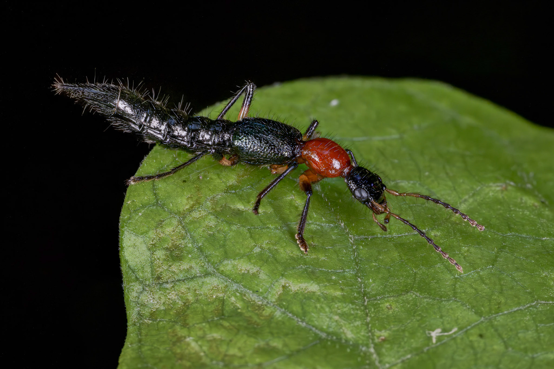 Whiplash Beetle (Paederus signaticornis)