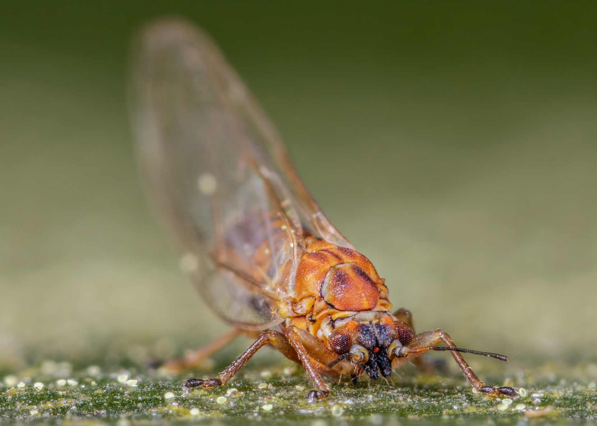 Jumping Plant Lice (Chamaepsylla hartigii)