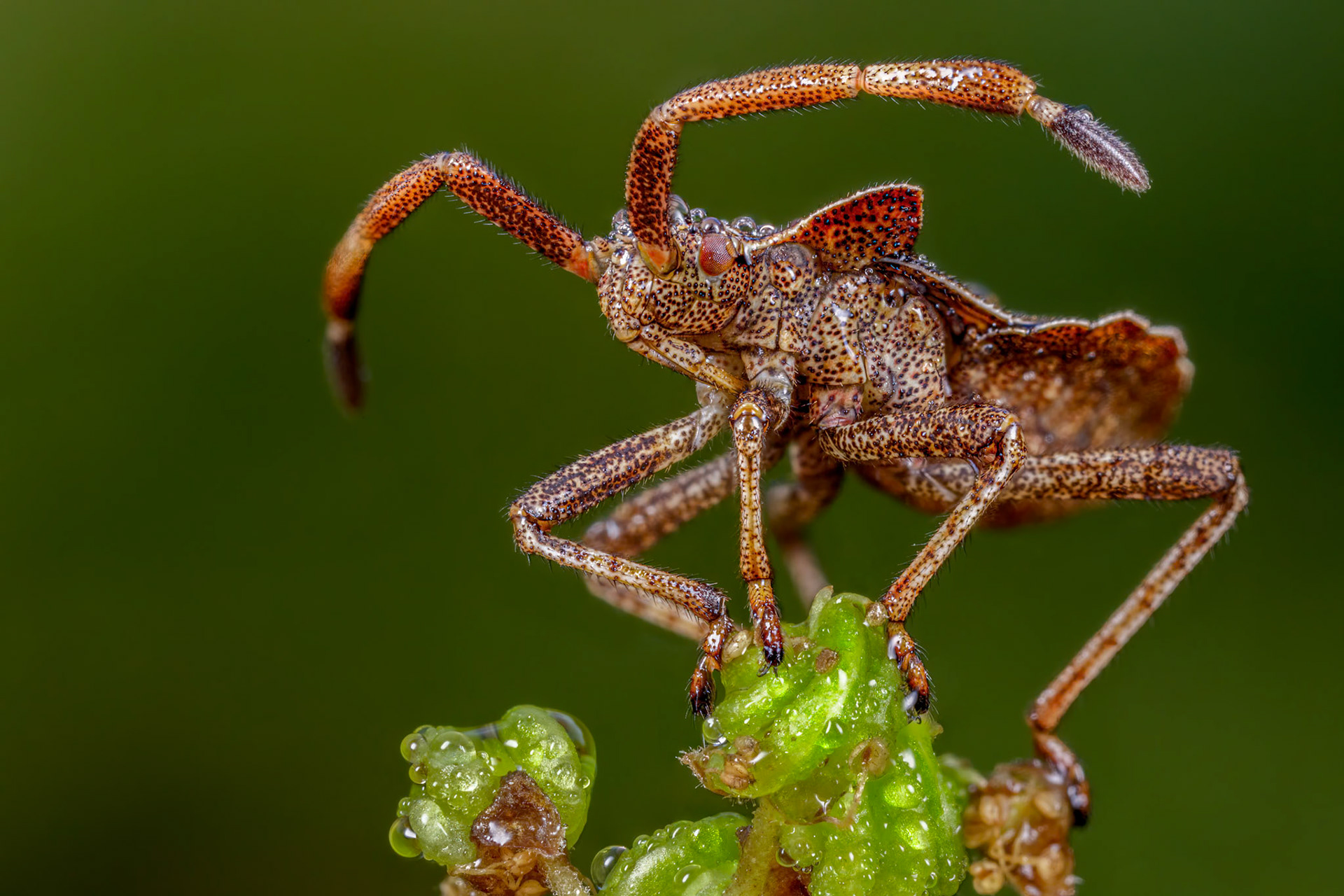 Dock Bug Nymph (Coreus marginatus)