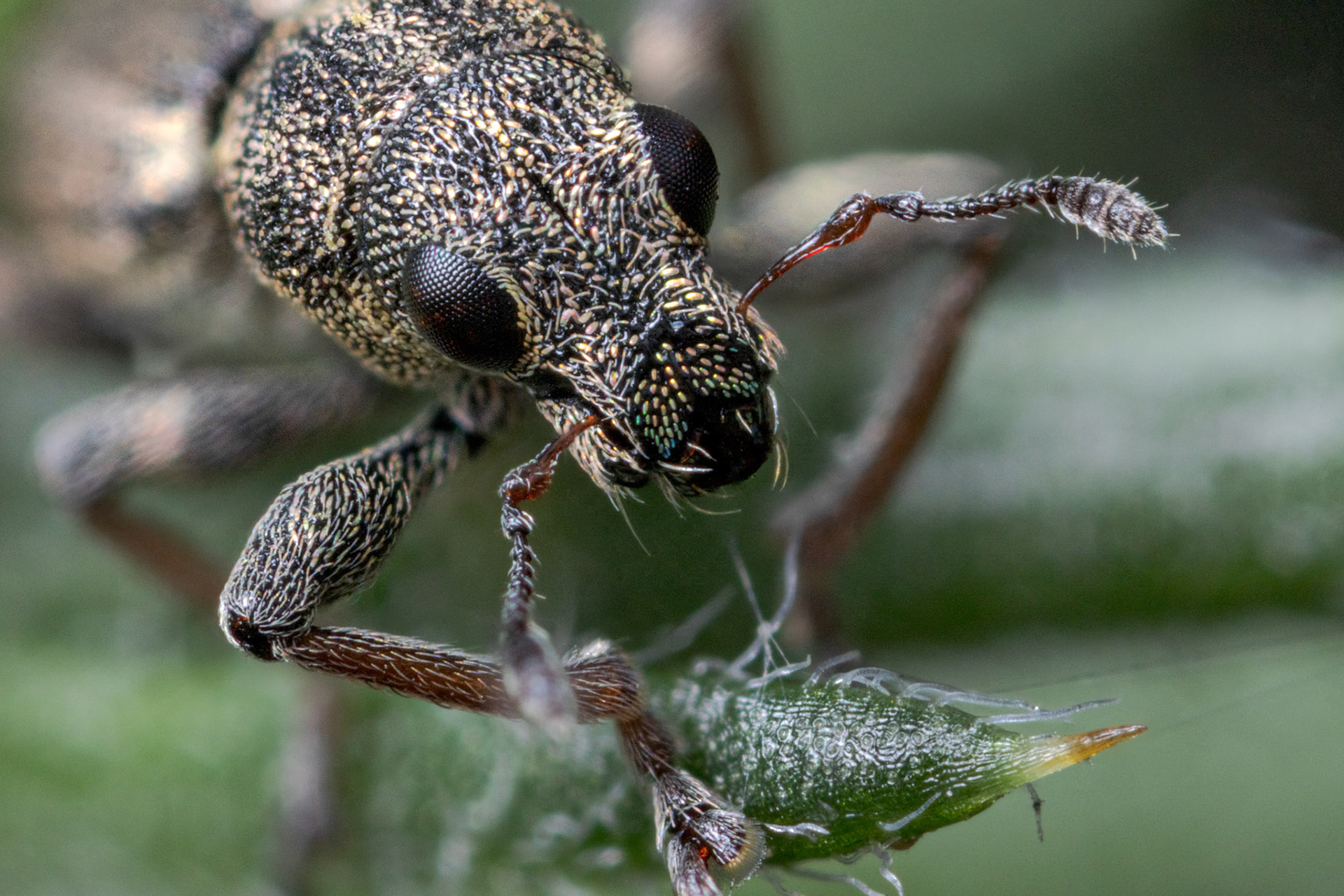 Pea-leaf Weevil (Sitona lineatus)