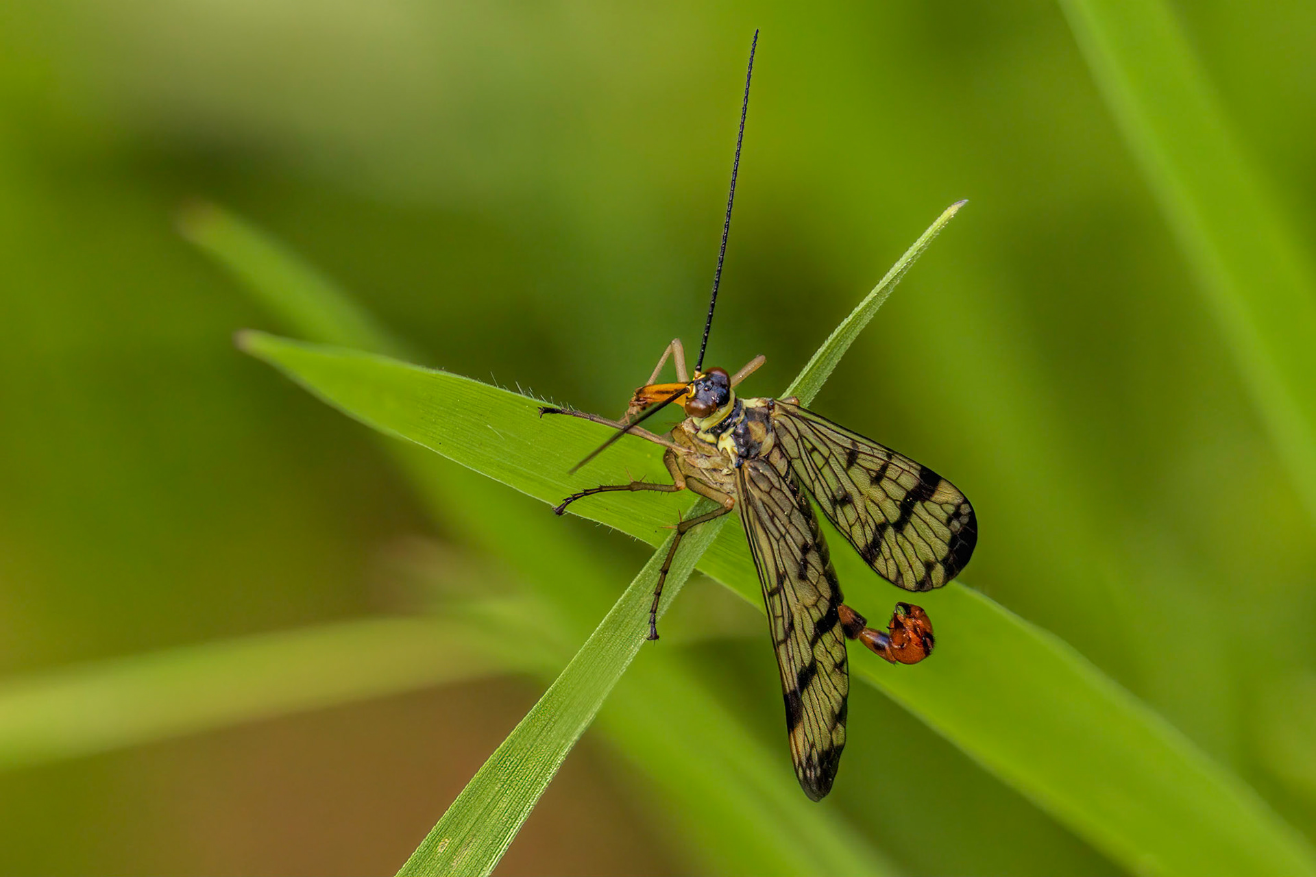 Scorpion Fly (Male) (Panorpa communis)