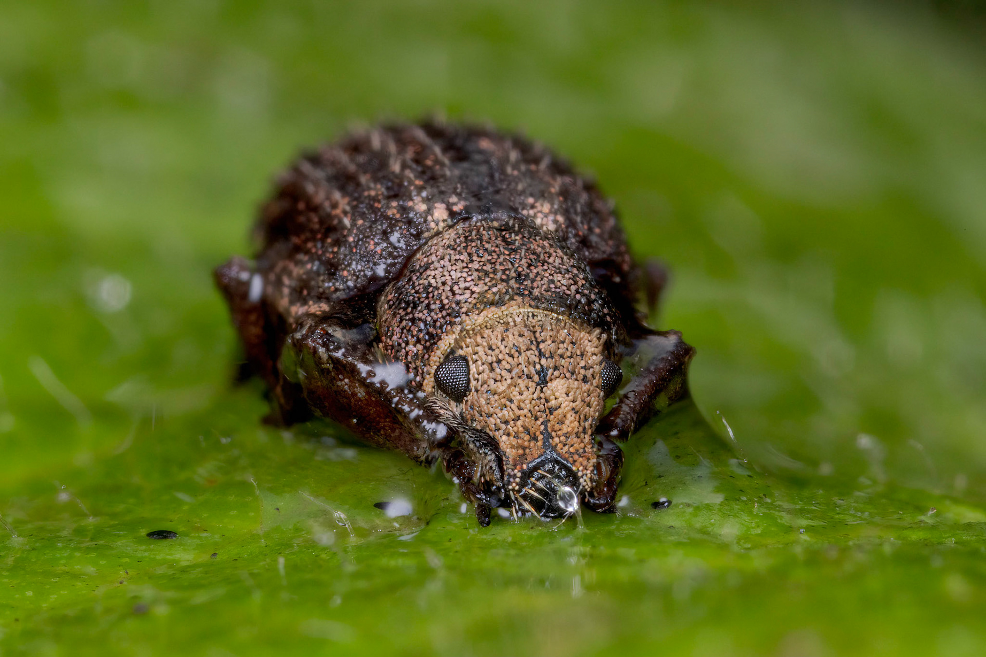 Nut Leaf Weevil (Strophosoma melanogrammum)