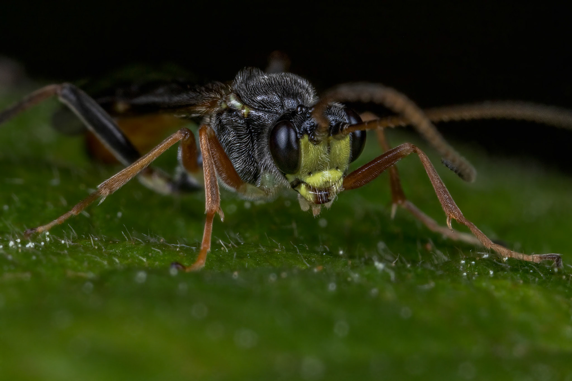 Parasitoid Wasp (Ichneumonidae)