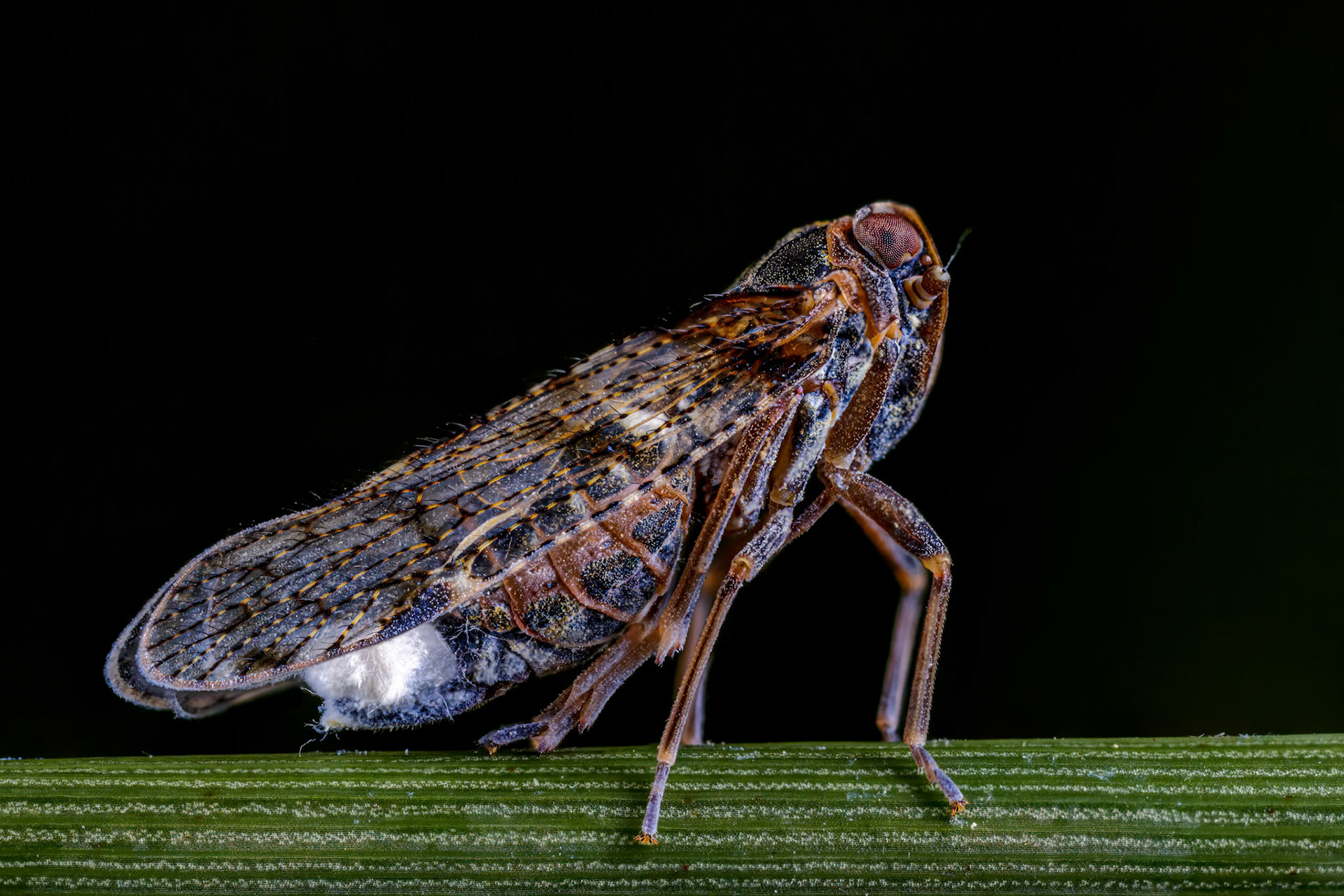 Lacehopper (Cixius nervosus)