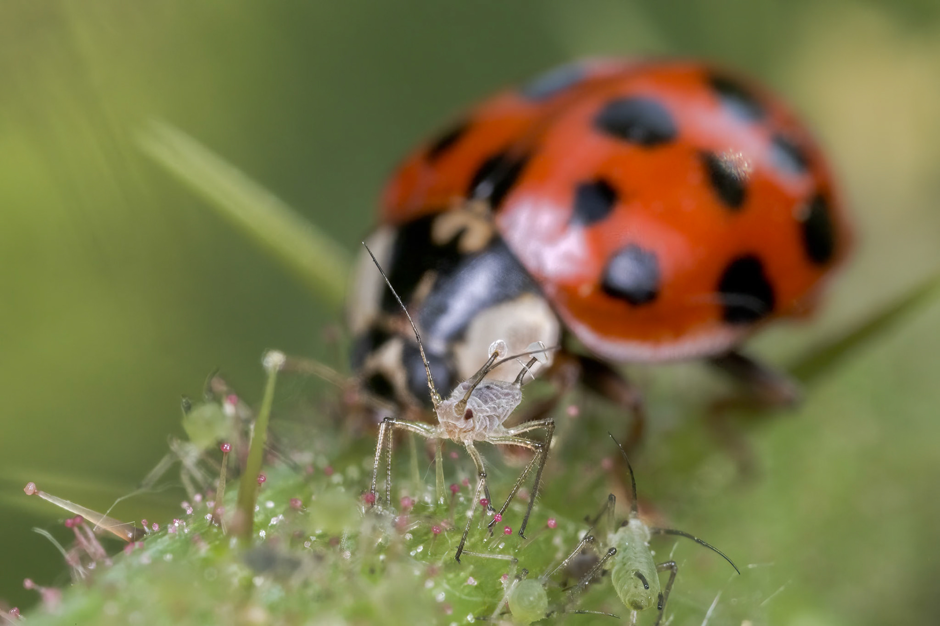 Potato Aphid (Macrosiphum euphorbiae)