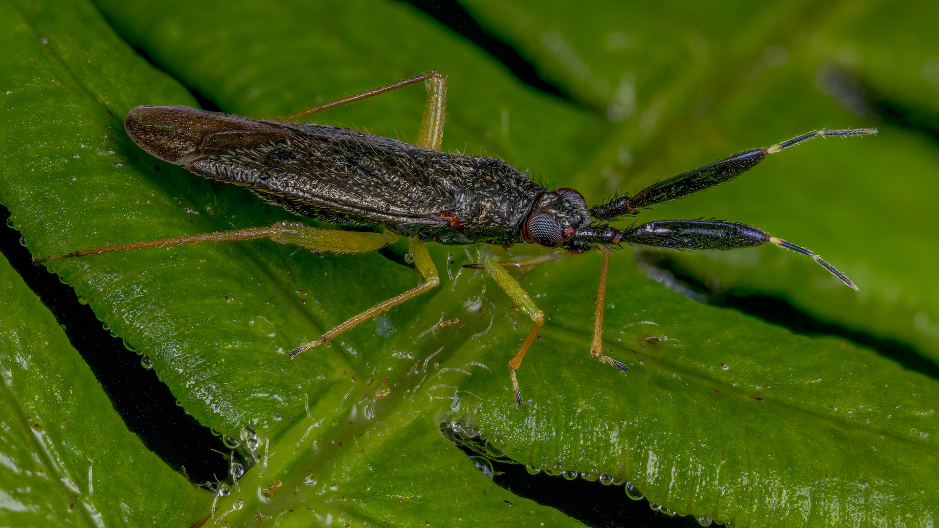 Plant Bug (Heterotoma planicornis)