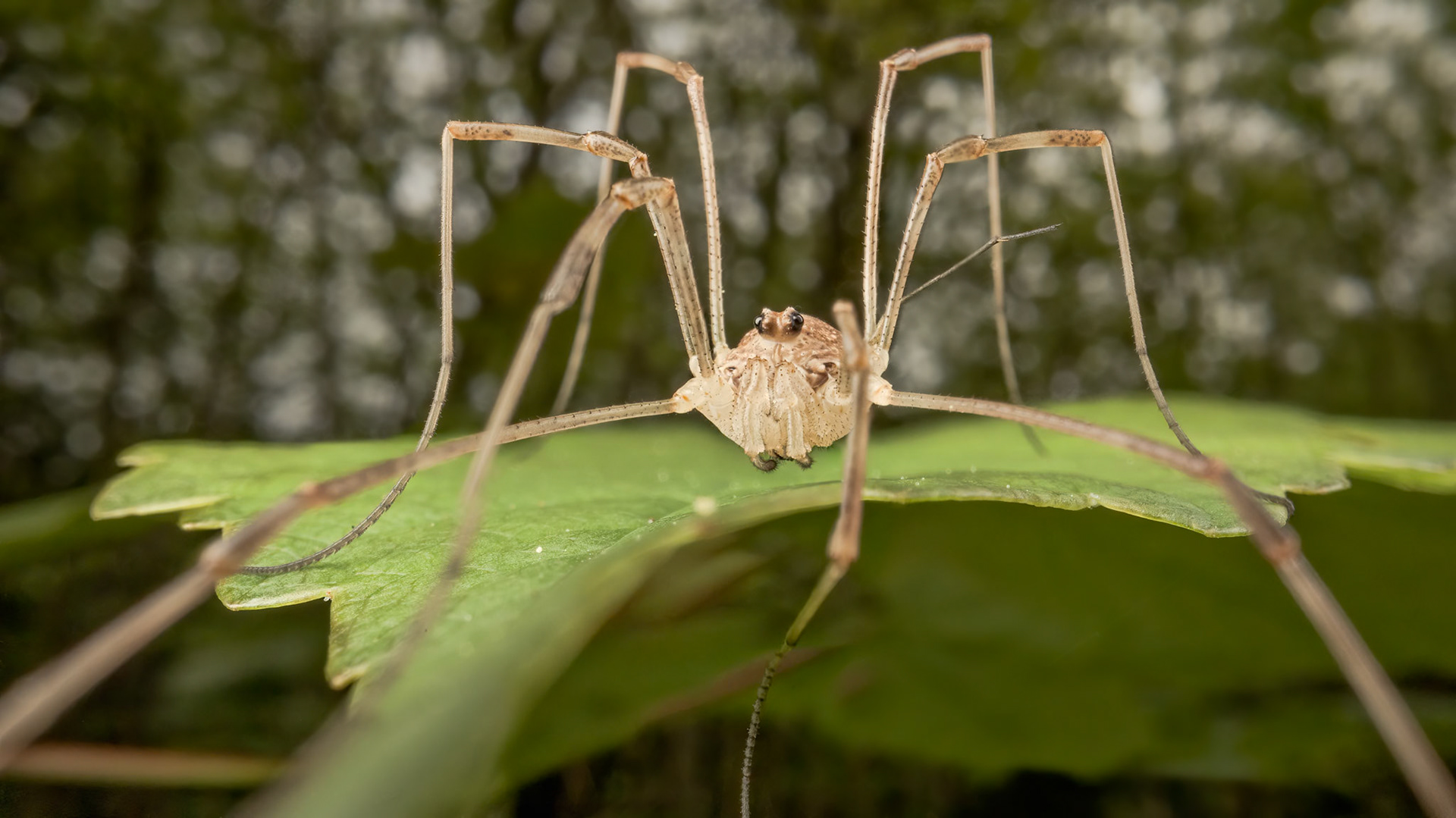 Harvestman (Platybunus triangularis)