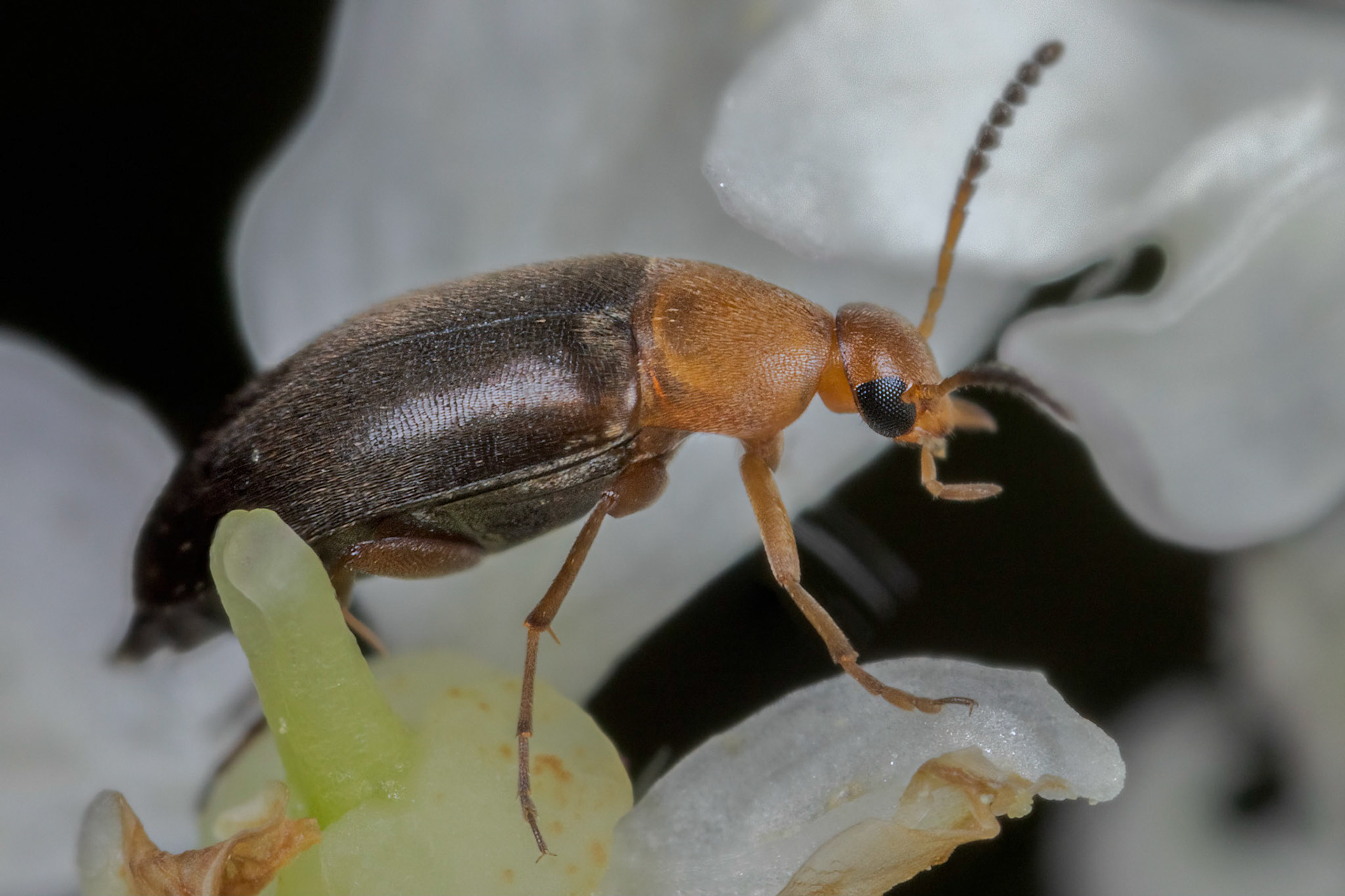 False flower beetles (Anaspis costai)