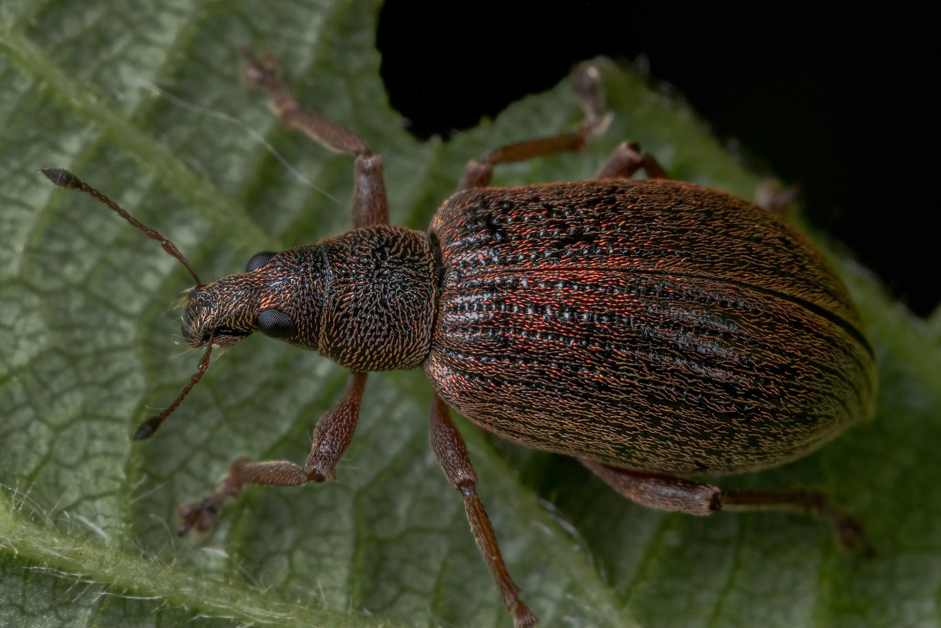 Broad-nosed weevil