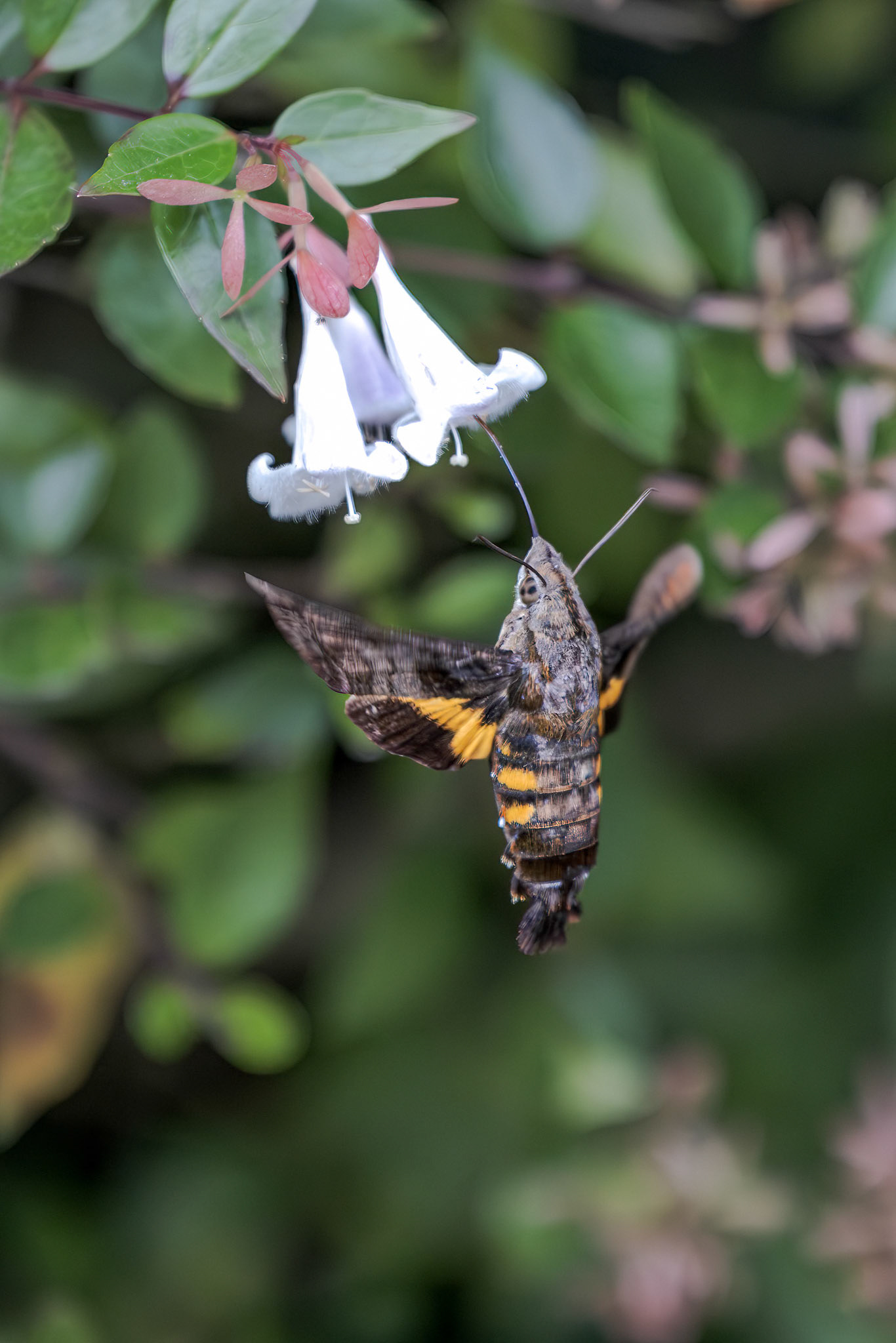 Maile Pilau Hornworm (Macroglossum pyrrhosticta)