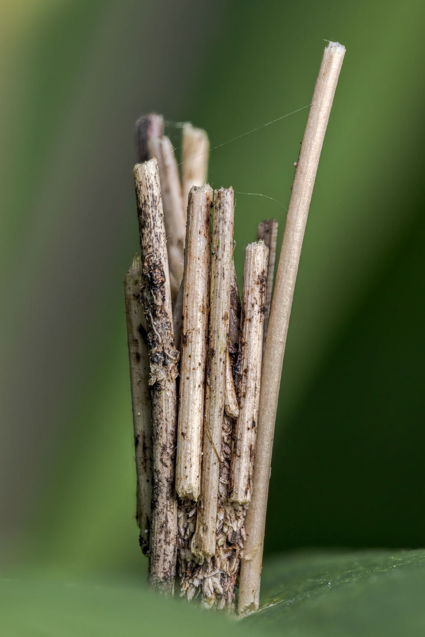 Common Bagworm Moth Larva Case (Psyche casta)