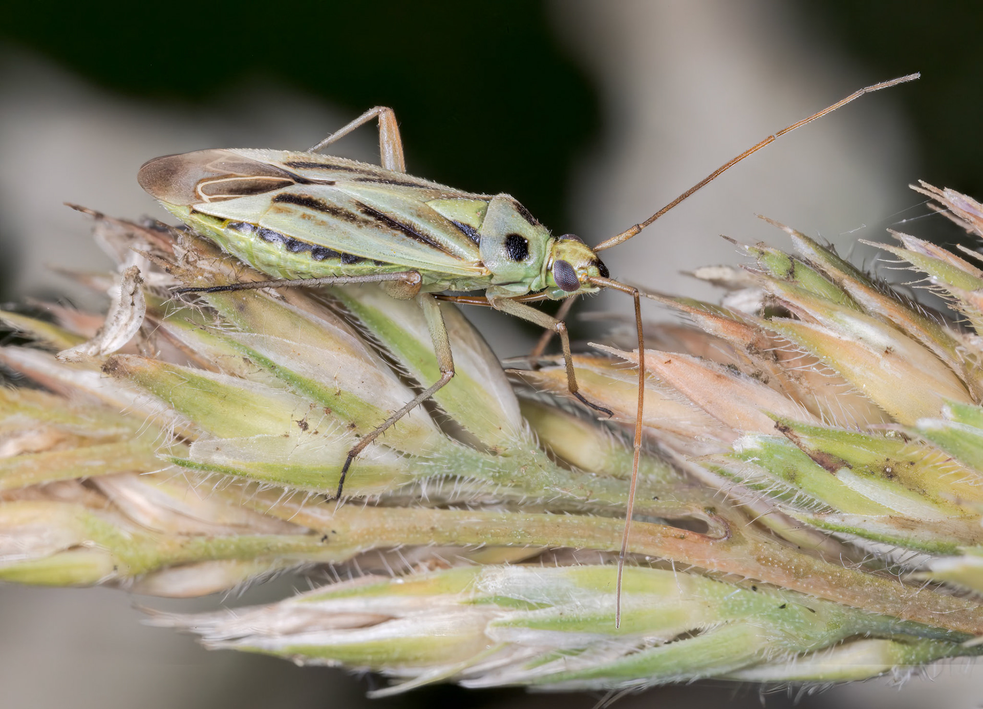 Timothy Grassbug (Stenotus binotatus)