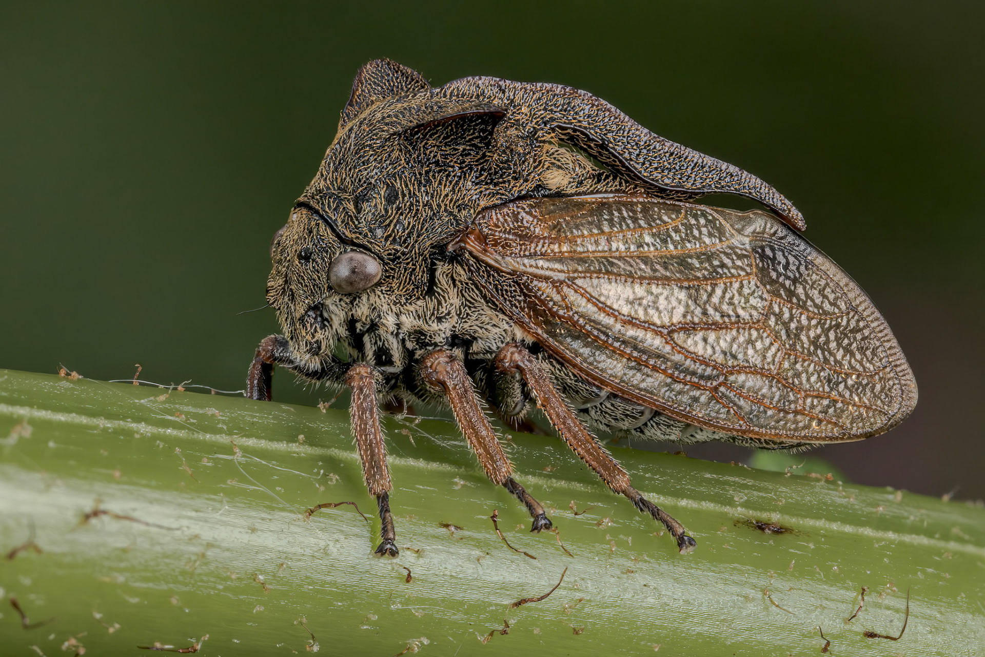 Horned Treehopper (Centrotus cornutus)